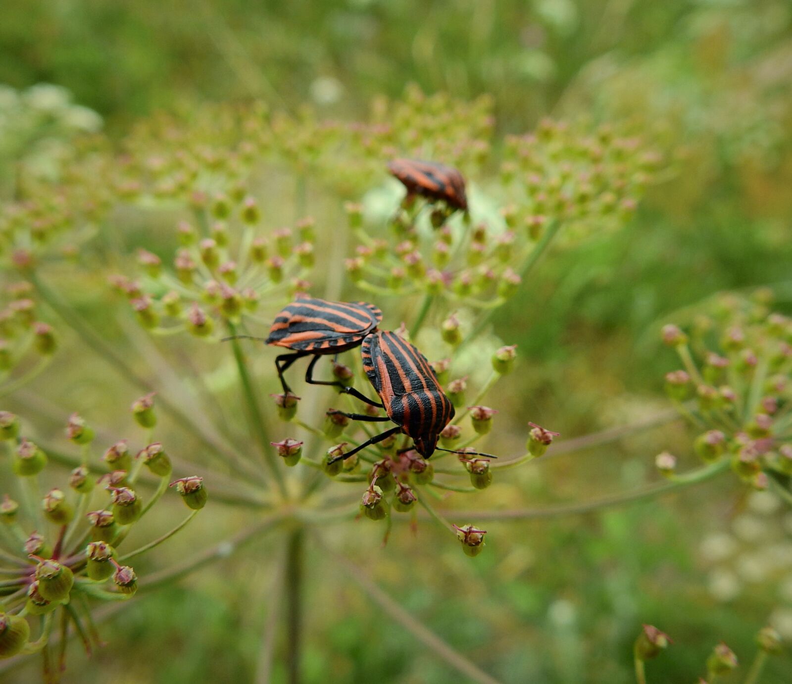 Nikon Coolpix P900 sample photo. Meadow, insects, copulation photography
