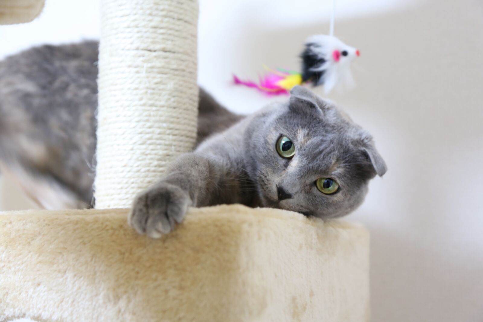Canon EF 24-105mm F4L IS USM sample photo. Cat, scottish fold, cat photography