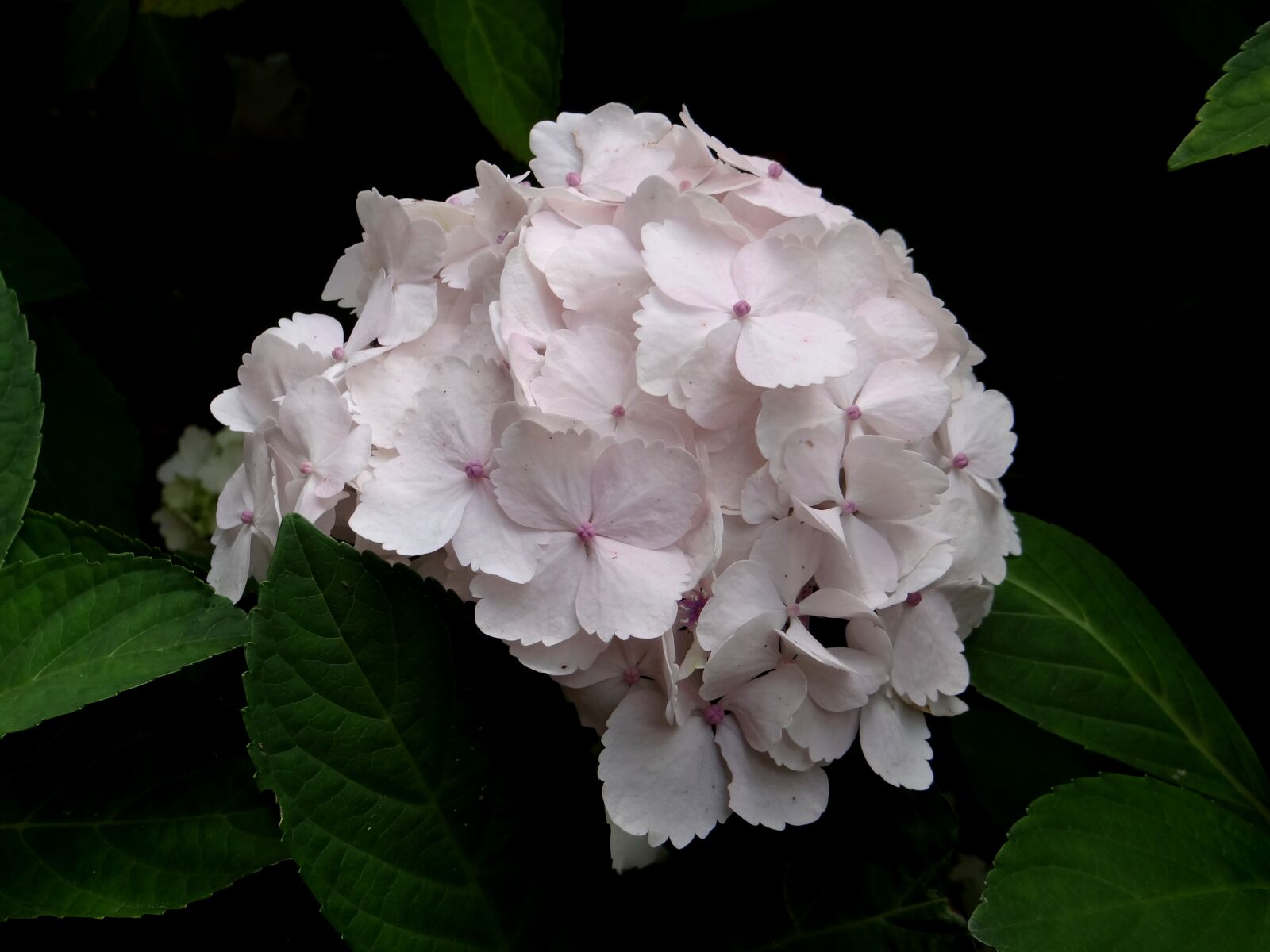 Sony Cyber-shot DSC-HX100V sample photo. Hydrangea, flower, light pink photography