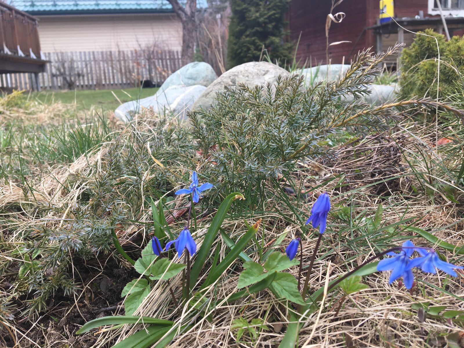 Apple iPhone 6s sample photo. Spring, flowers, nature photography