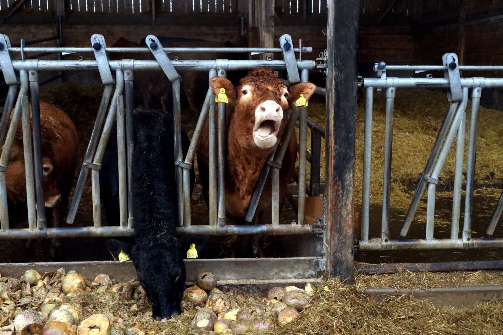 Canon RF 24-240mm F4-6.3 IS USM sample photo. Cattle, cowshed, animal photography