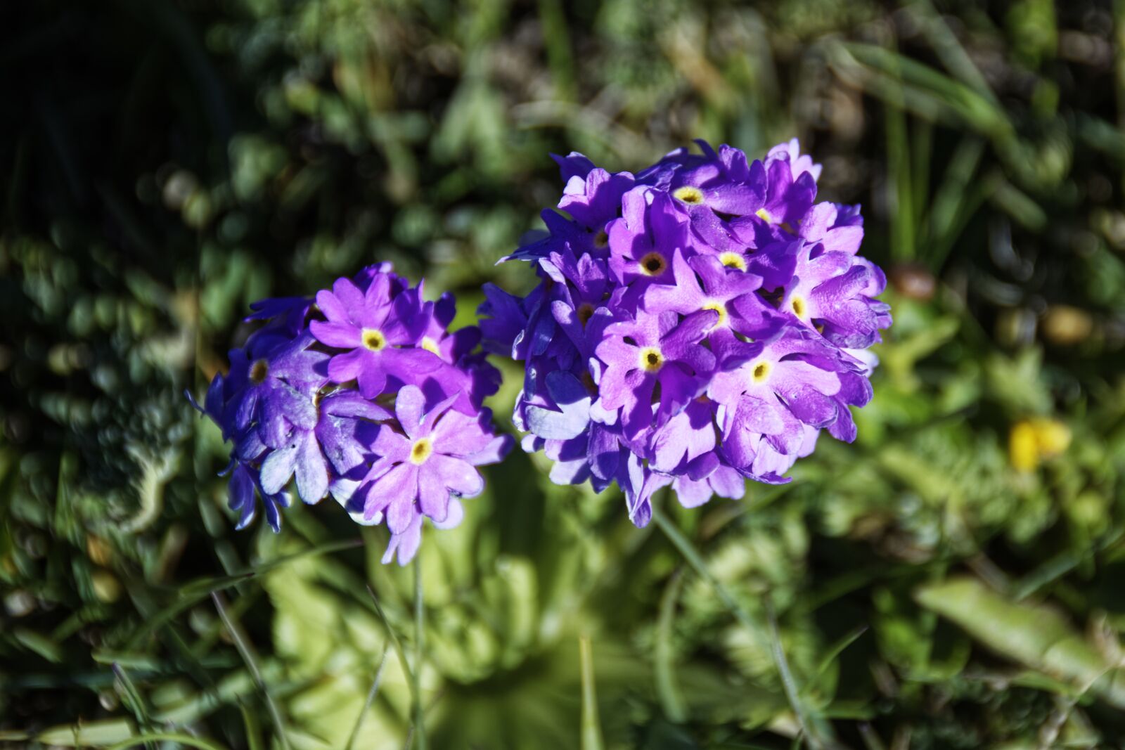 Nikon D500 sample photo. Flowers, plant, nature photography