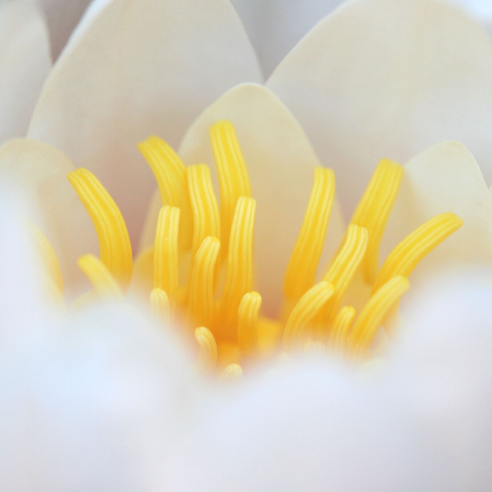 Canon EOS 5D sample photo. Water, lily, flower photography