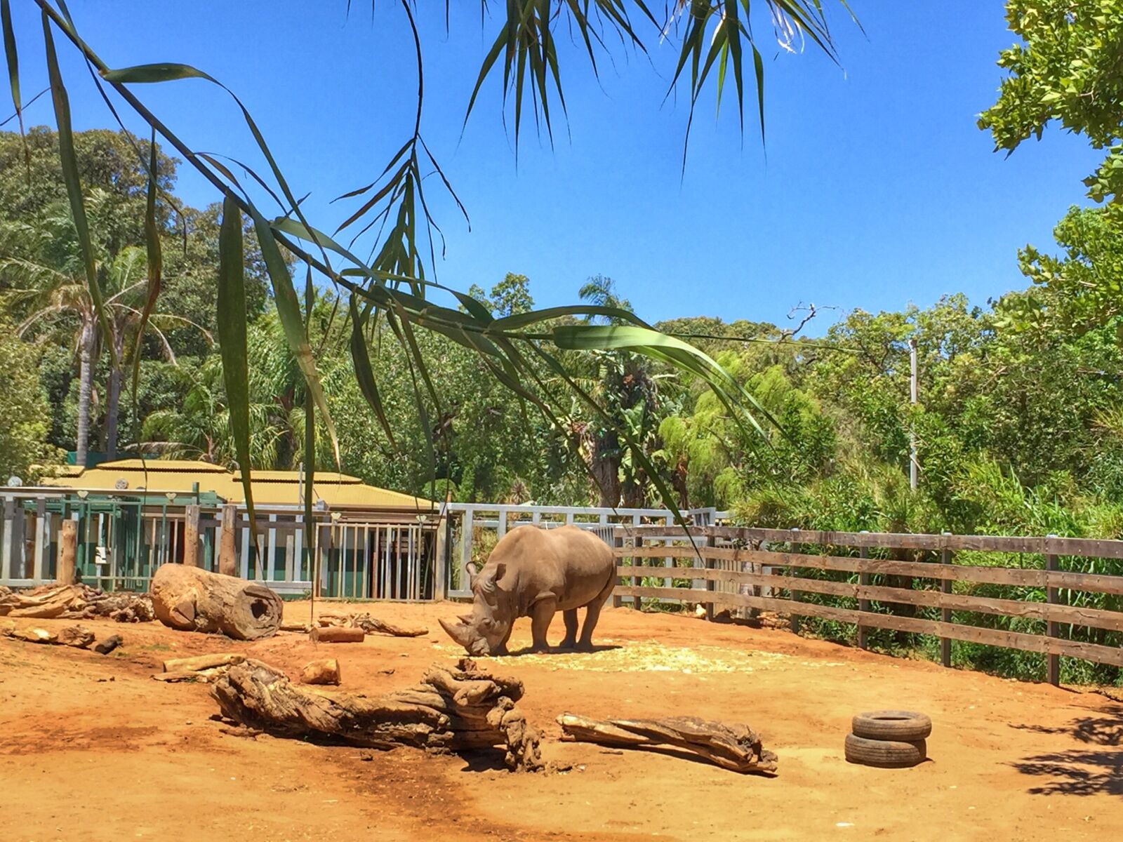 Apple iPhone 6 sample photo. Rhinoceros, zoo, animal photography