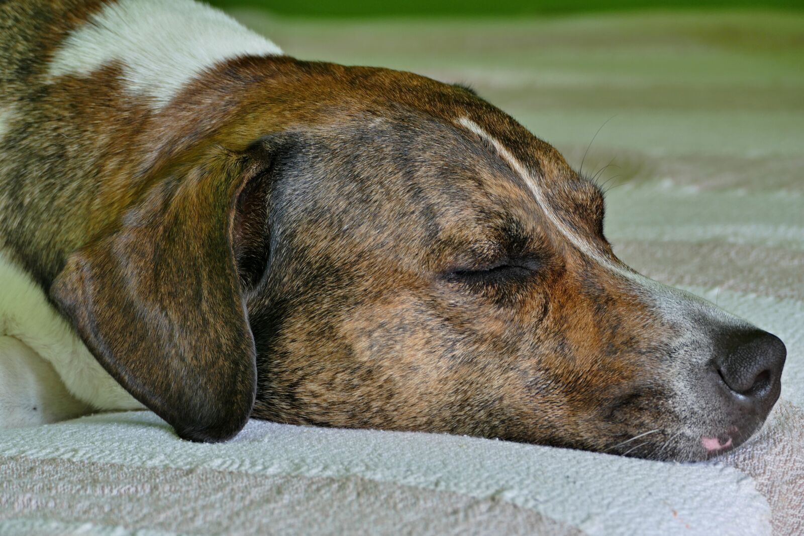 Panasonic Lumix DMC-FZ1000 sample photo. Dog, home, animal photography