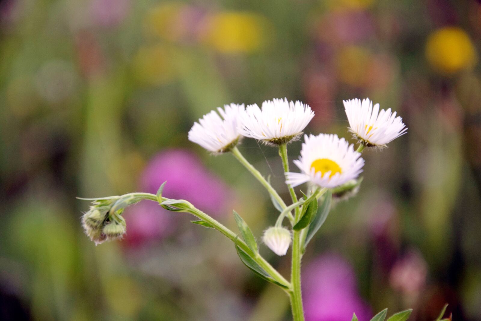 Nikon D3300 sample photo. Flowers, insect, flower photography
