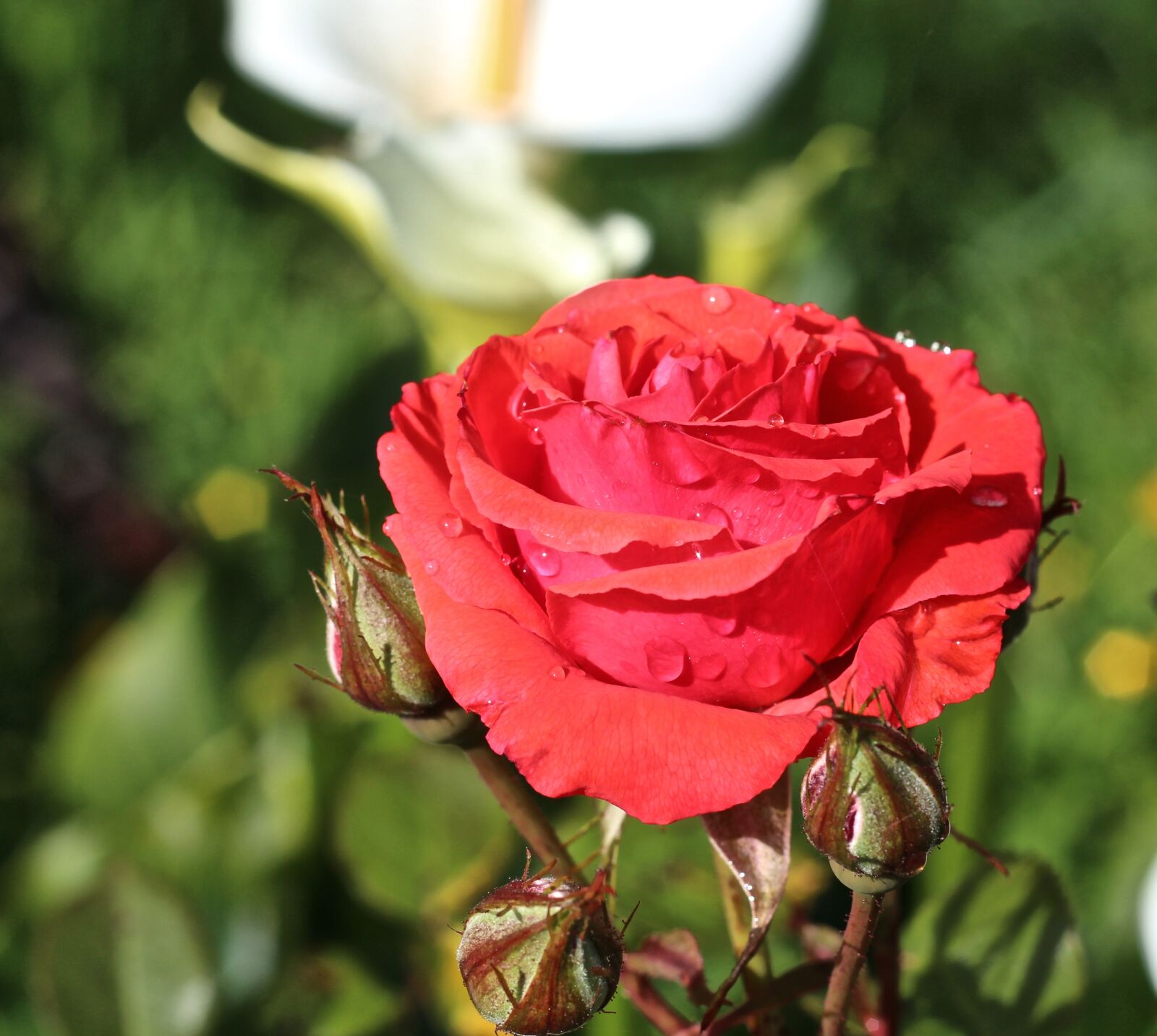 Canon EOS 650D (EOS Rebel T4i / EOS Kiss X6i) sample photo. Rose, flowers, nature photography