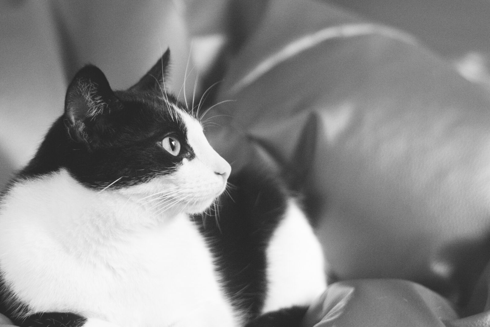 Nikon D5200 sample photo. Cat, kitten, tomcat photography