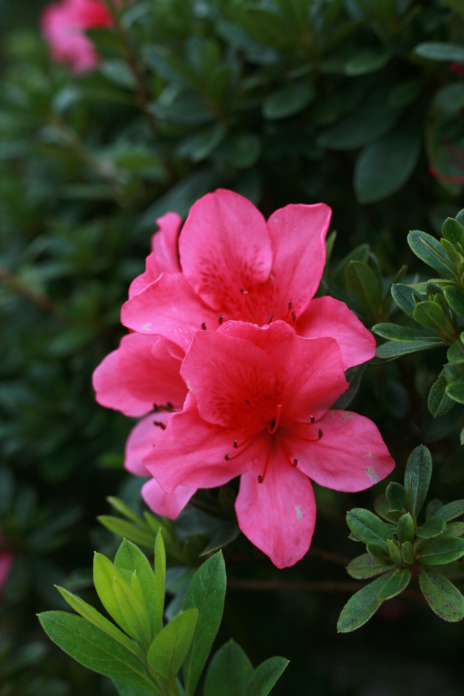 Canon EOS 5D sample photo. Flowers, nature, spring photography