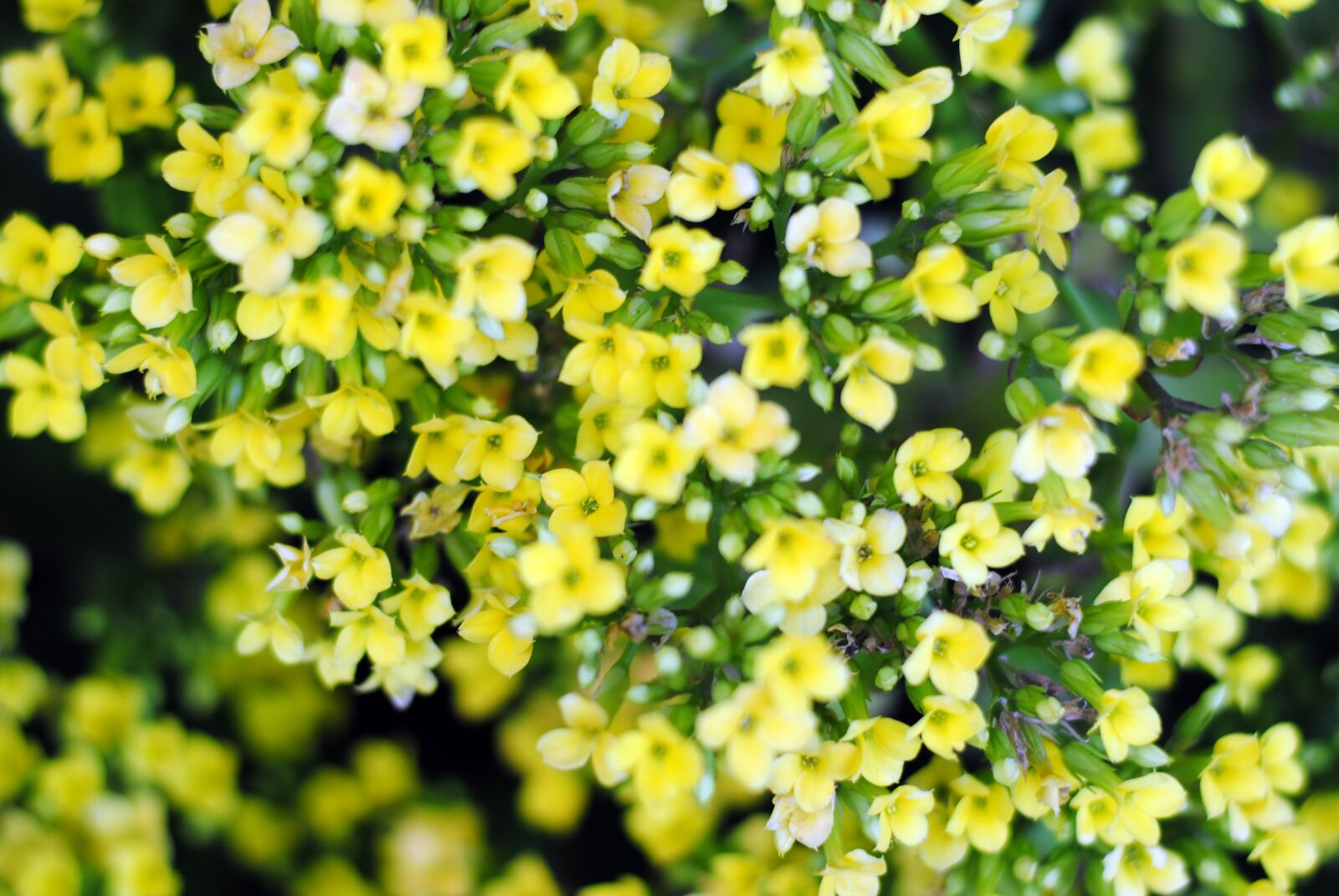 Nikon D3000 sample photo. Yellow, flower, tiny flower photography