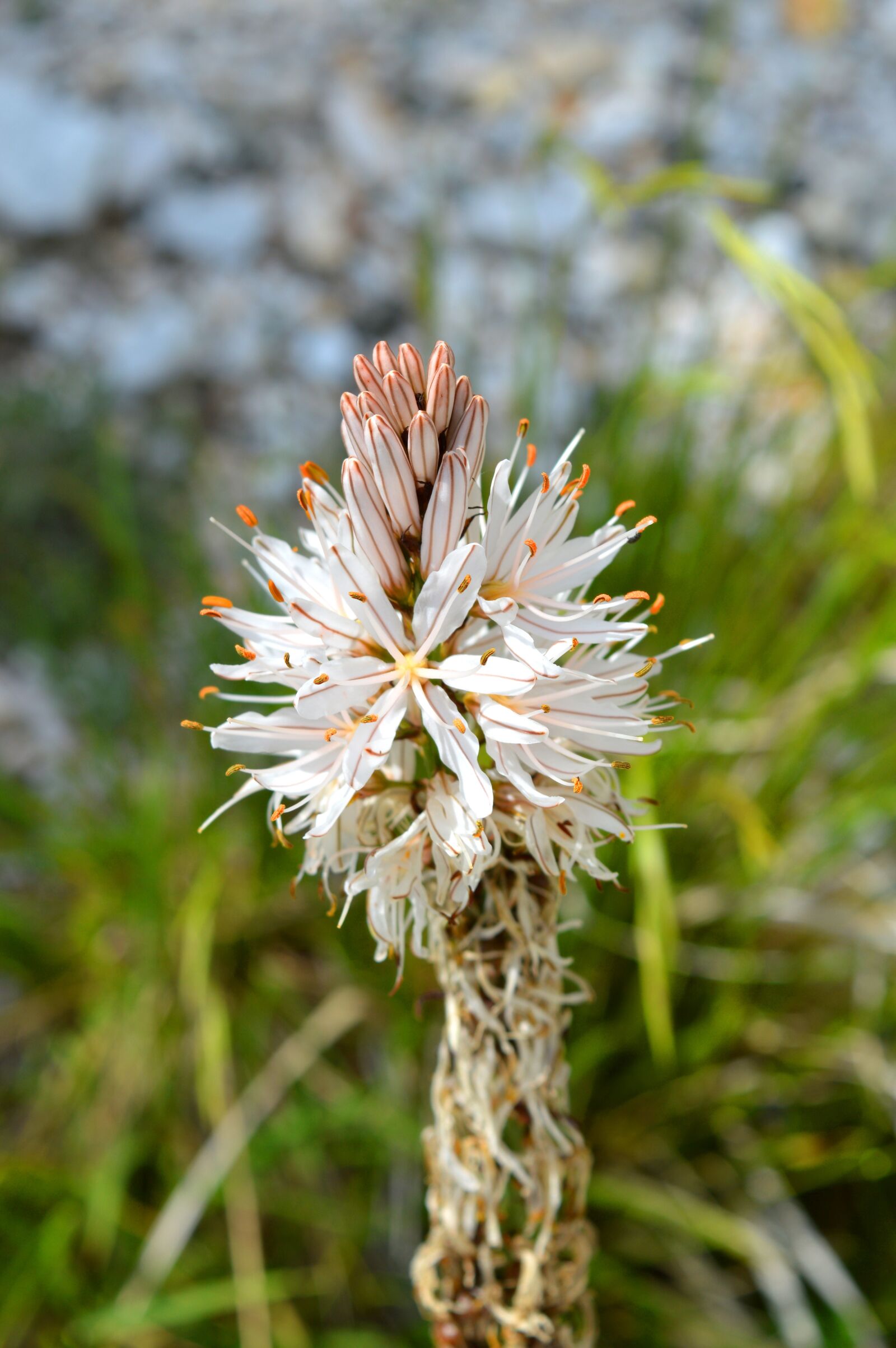 Nikon D3200 sample photo. Flowers, mountain, alps photography