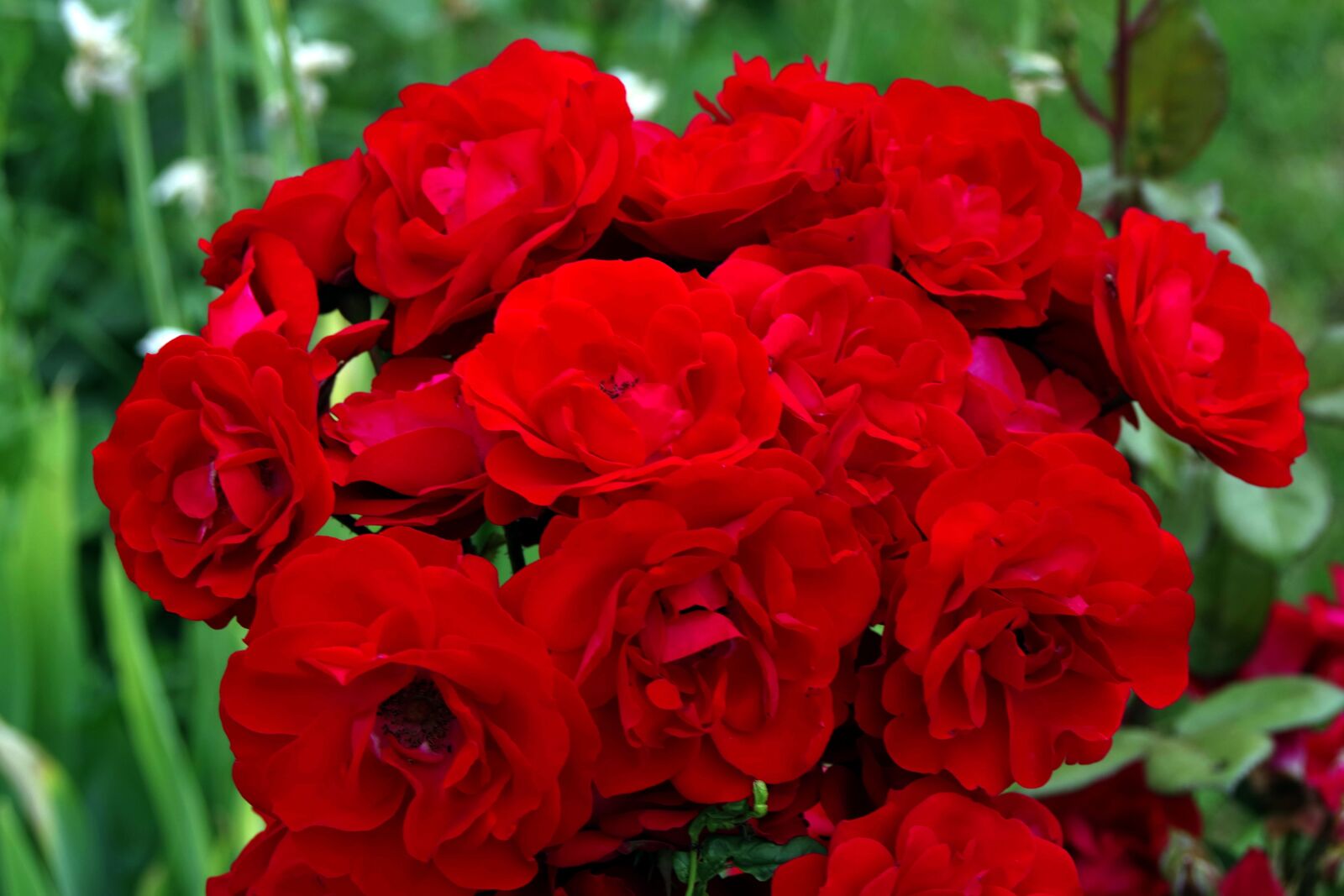 Pentax K-S2 sample photo. Rose, bright red, red photography