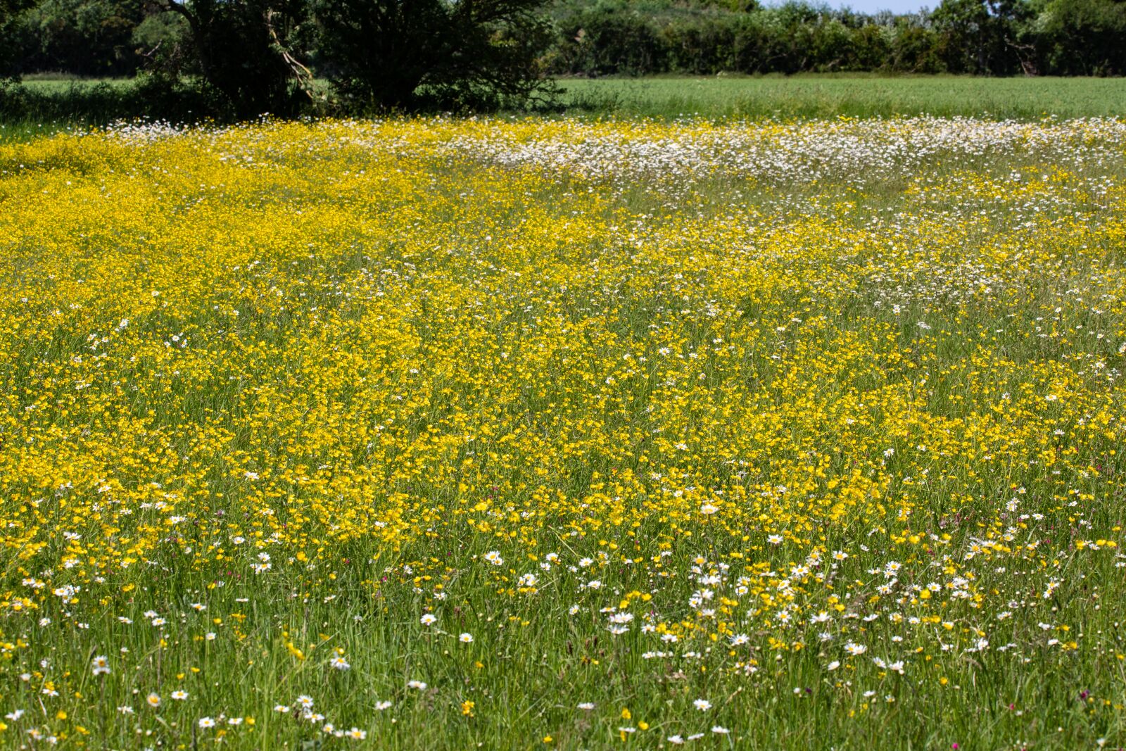 150-600mm F5-6.3 DG OS HSM | Contemporary 015 sample photo. Daisy, wild flower, large photography