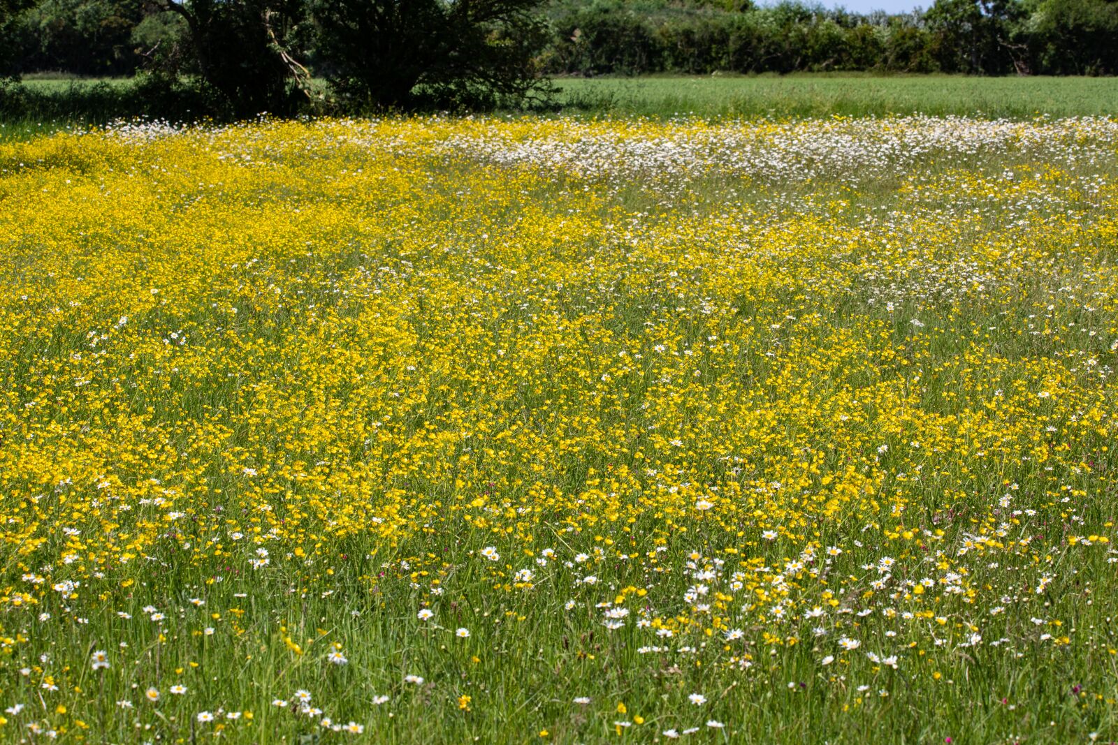 Canon EOS 5D Mark III + 150-600mm F5-6.3 DG OS HSM | Contemporary 015 sample photo. Daisy, wild flower, large photography