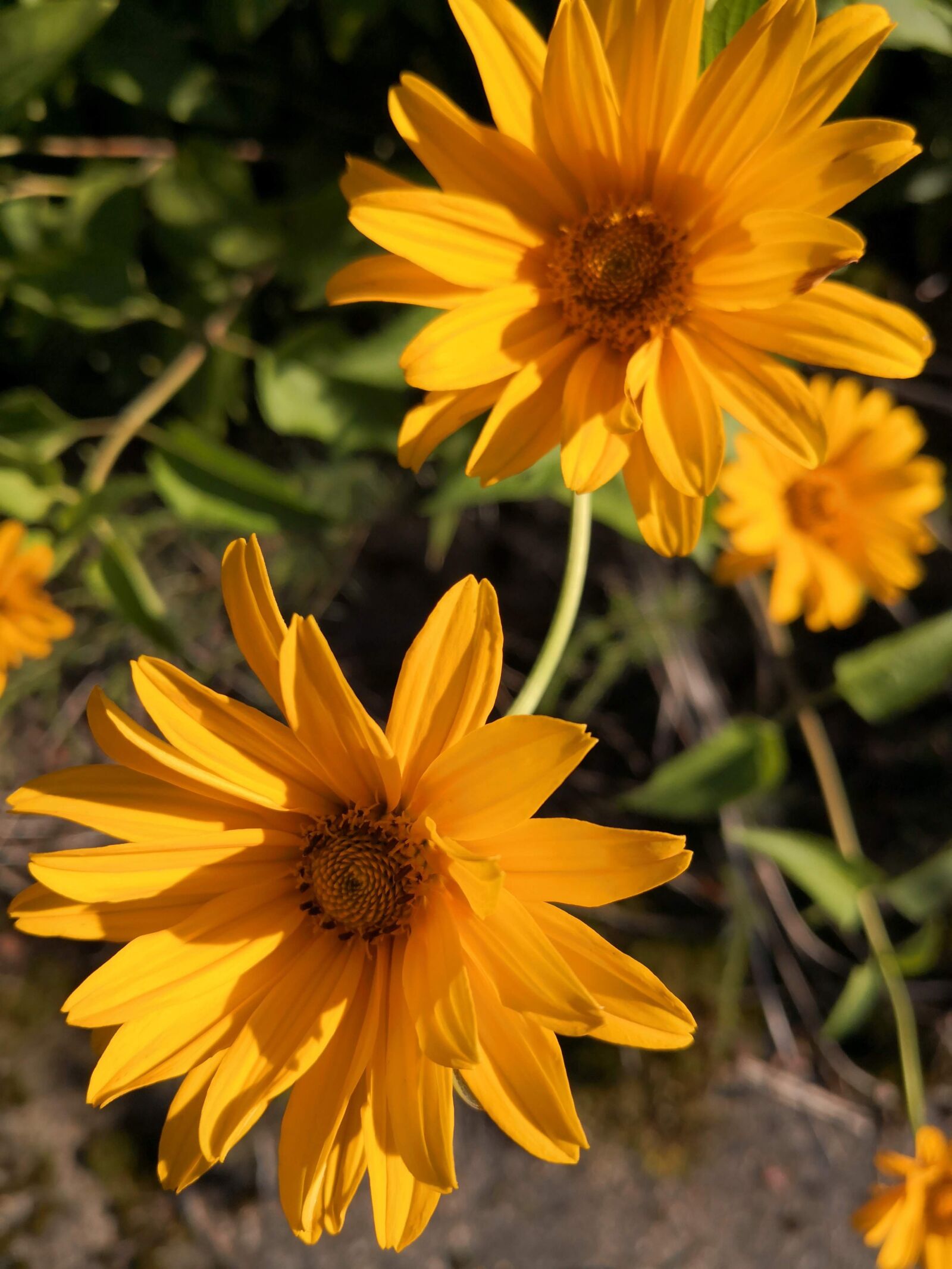 HUAWEI Mate 10 Pro sample photo. Nature, plants, flowers photography