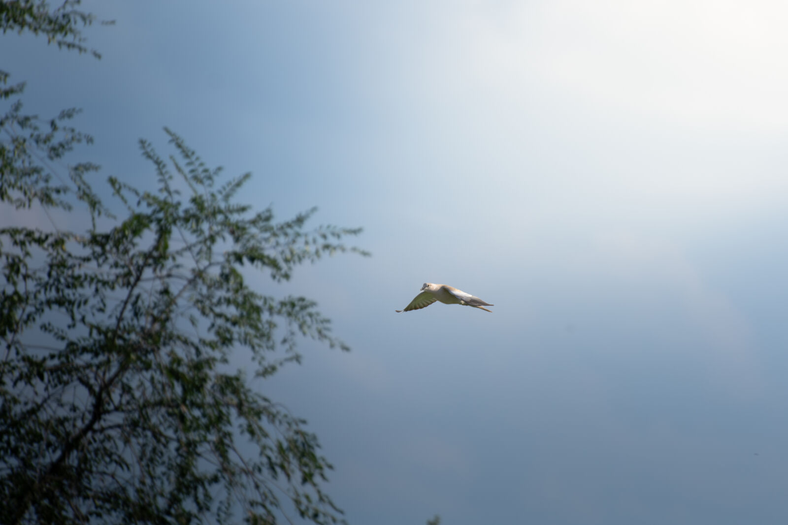 Nikon D7200 sample photo