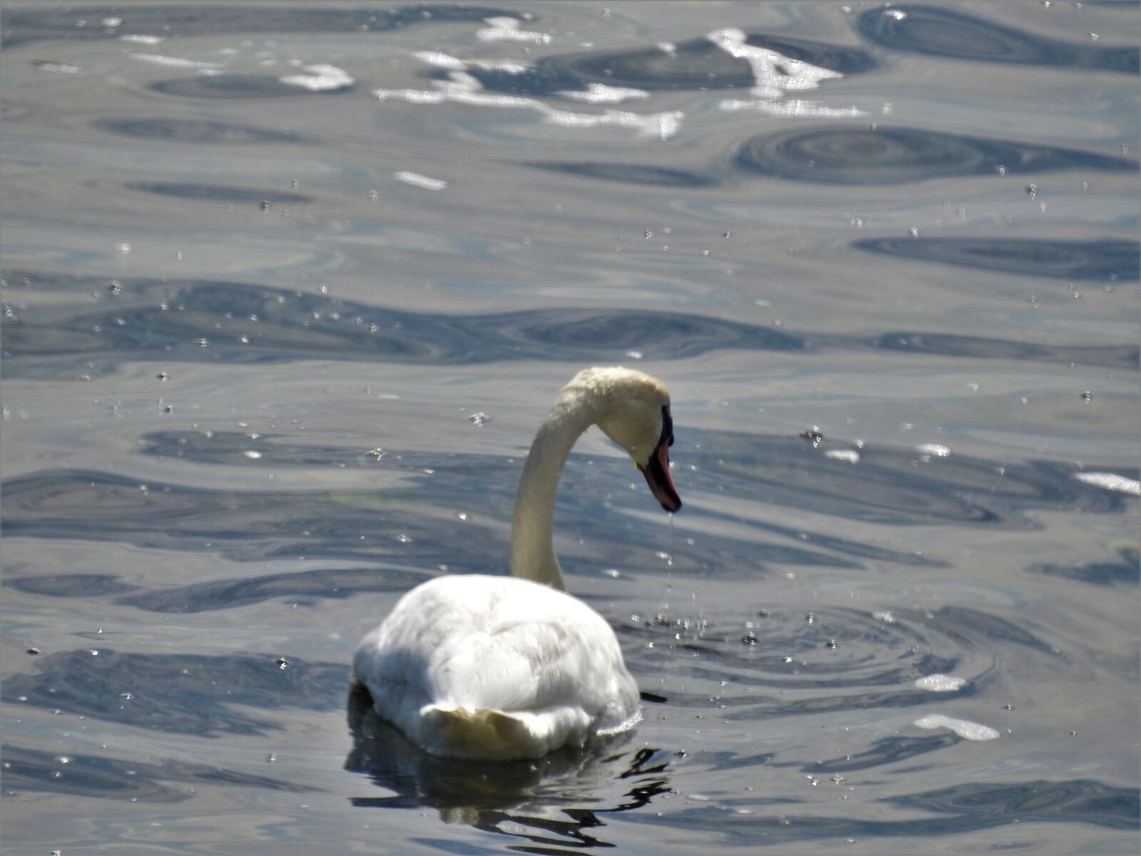 Nikon Coolpix P900 sample photo. Animals, sea, water photography