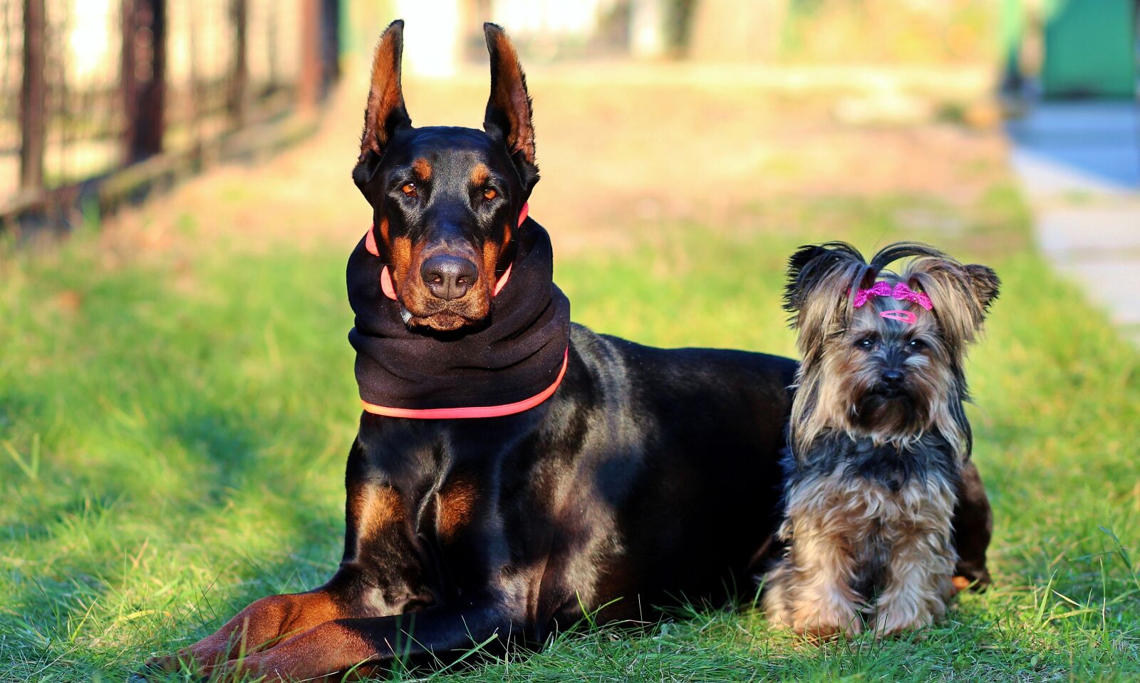 Canon EOS 600D (Rebel EOS T3i / EOS Kiss X5) sample photo. Doberman, yorkshire terrier, dogs photography