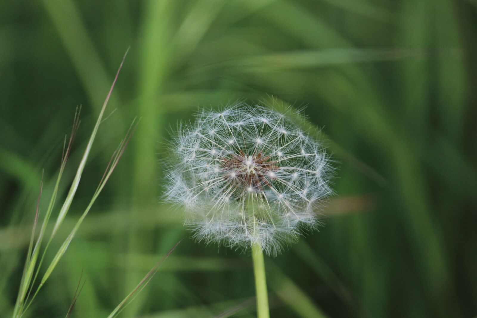 Canon EOS 1200D (EOS Rebel T5 / EOS Kiss X70 / EOS Hi) sample photo. Nature, dandelion, garden photography