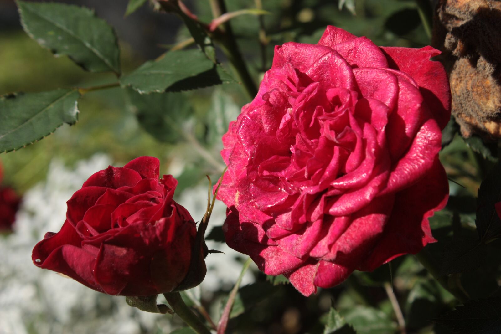 Canon EOS 450D (EOS Rebel XSi / EOS Kiss X2) sample photo. Rose, beautiful, red photography