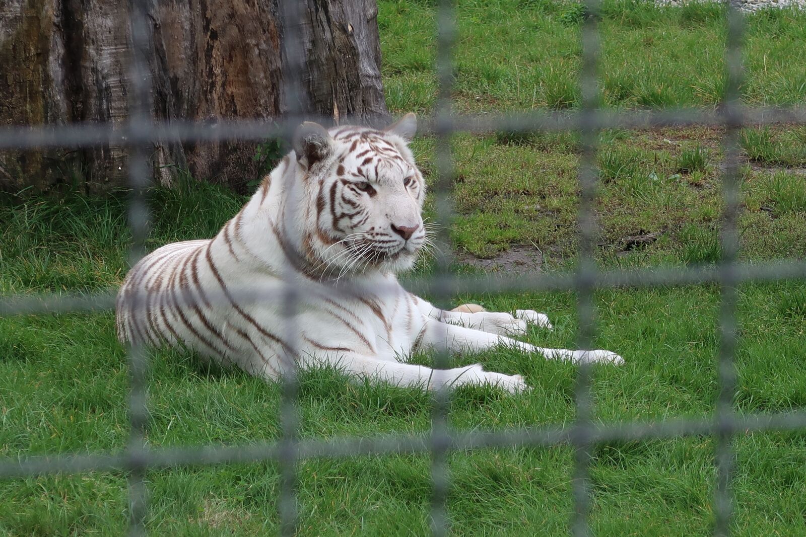 Canon PowerShot G7 X Mark II sample photo. Animal, tiger, borysew photography
