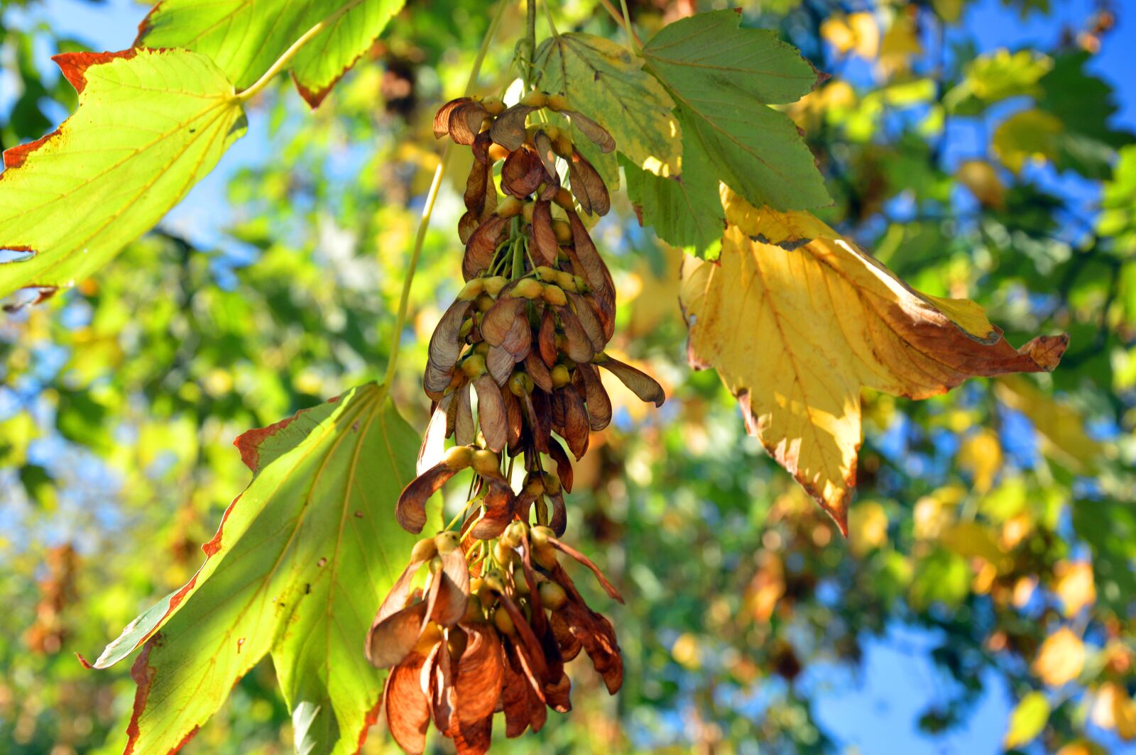 Nikon D3200 sample photo. Maple, deciduous tree, fruits photography