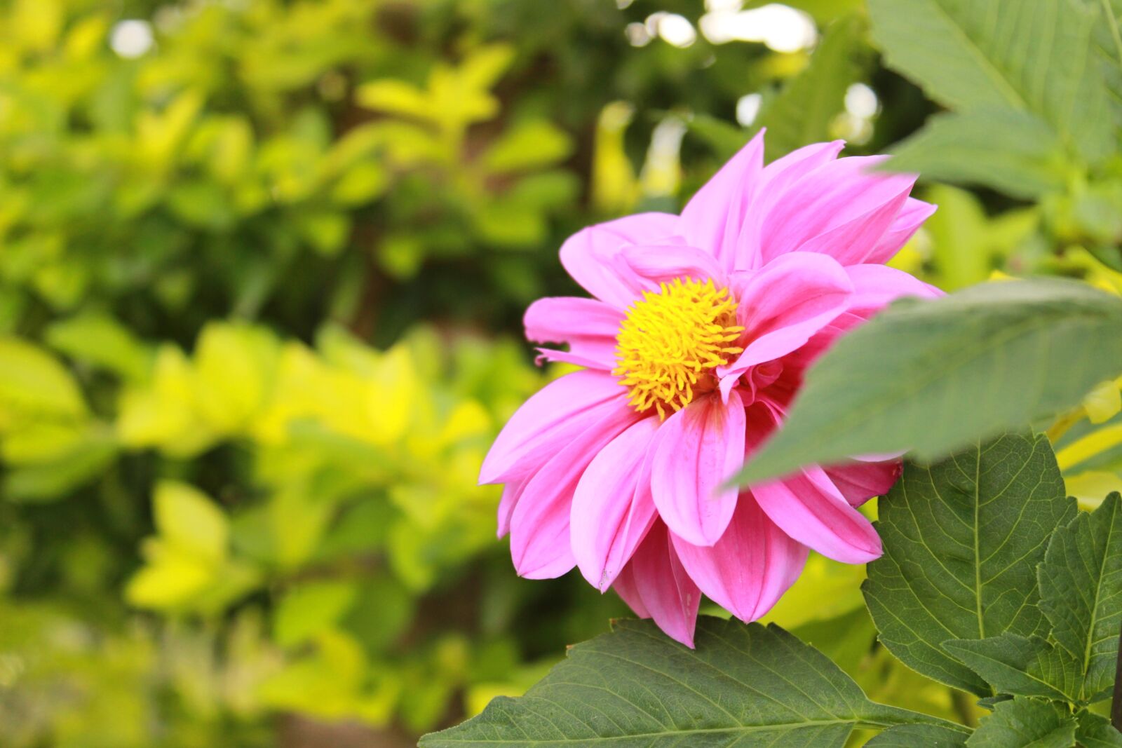 Canon EOS 600D (Rebel EOS T3i / EOS Kiss X5) sample photo. Flower, pink, nature photography