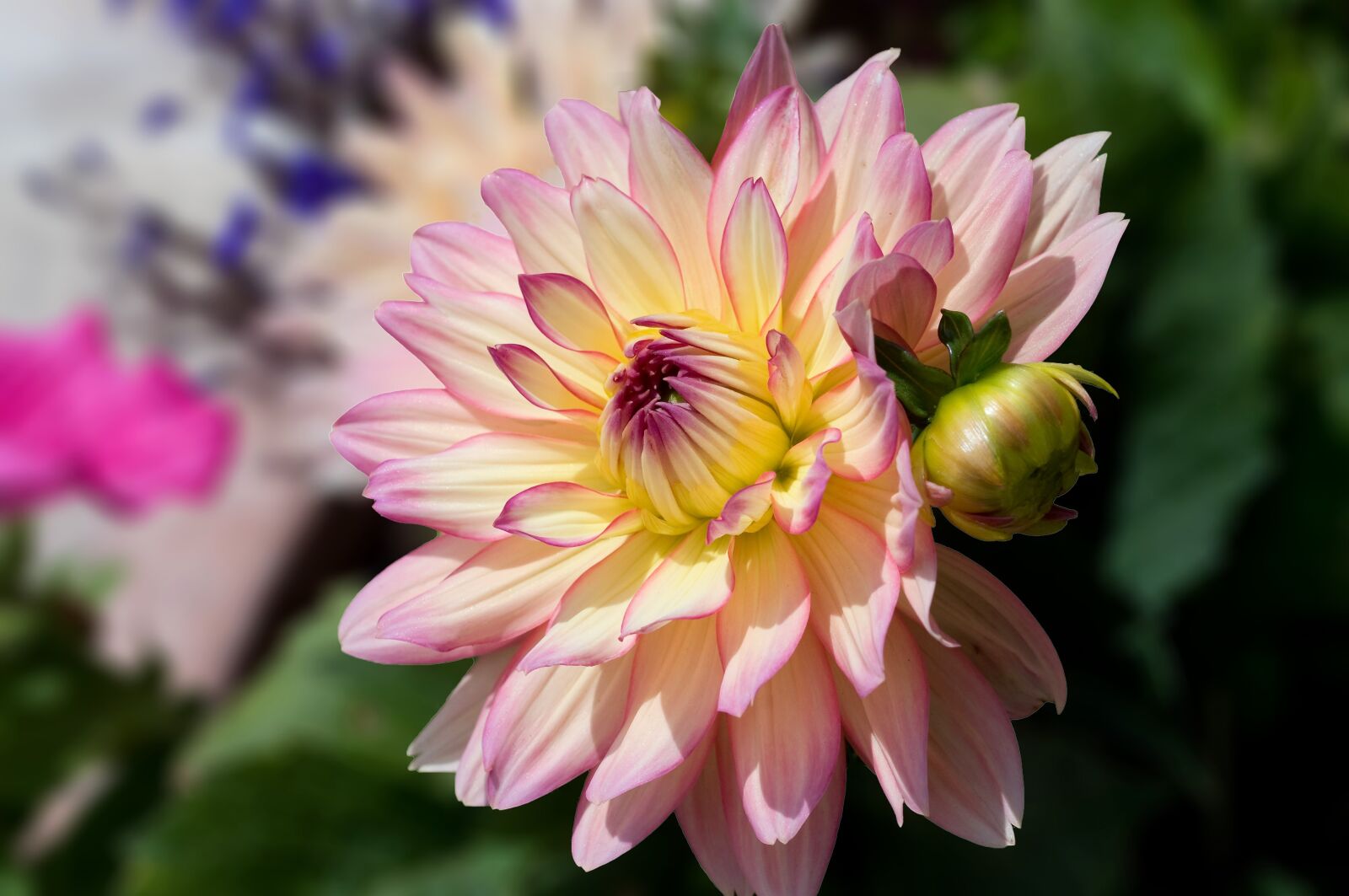 Nikon D300 sample photo. Flower, dahlia, plants photography