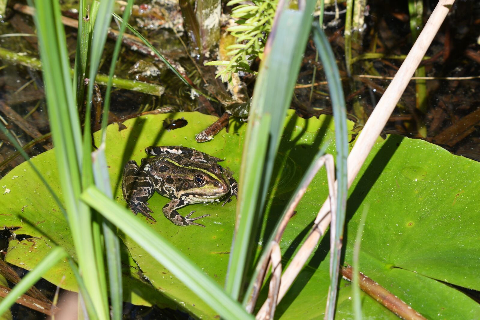 Nikon D500 sample photo. Frog, amphibian, nature photography
