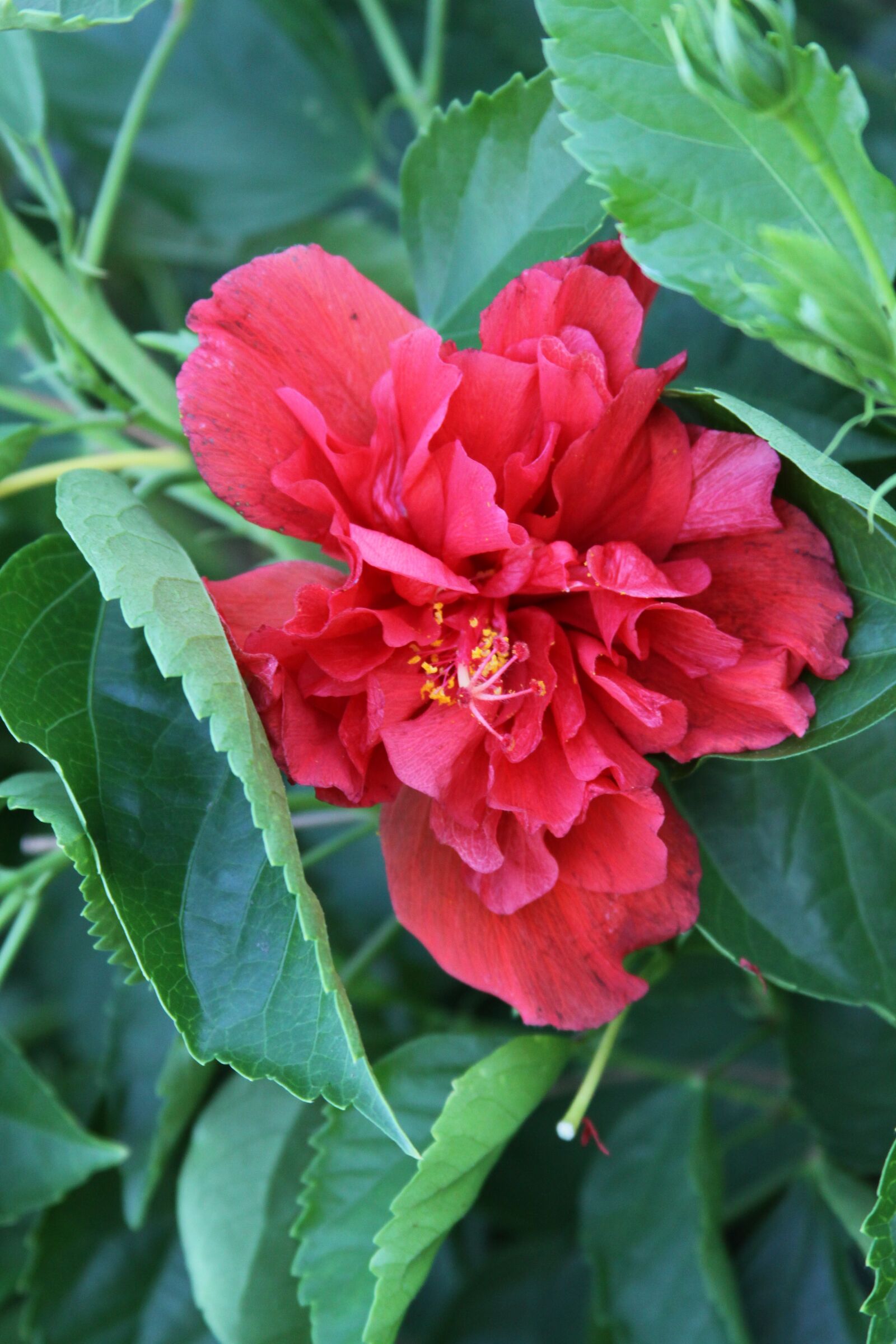 Canon EOS 50D sample photo. Red, flower, garden photography