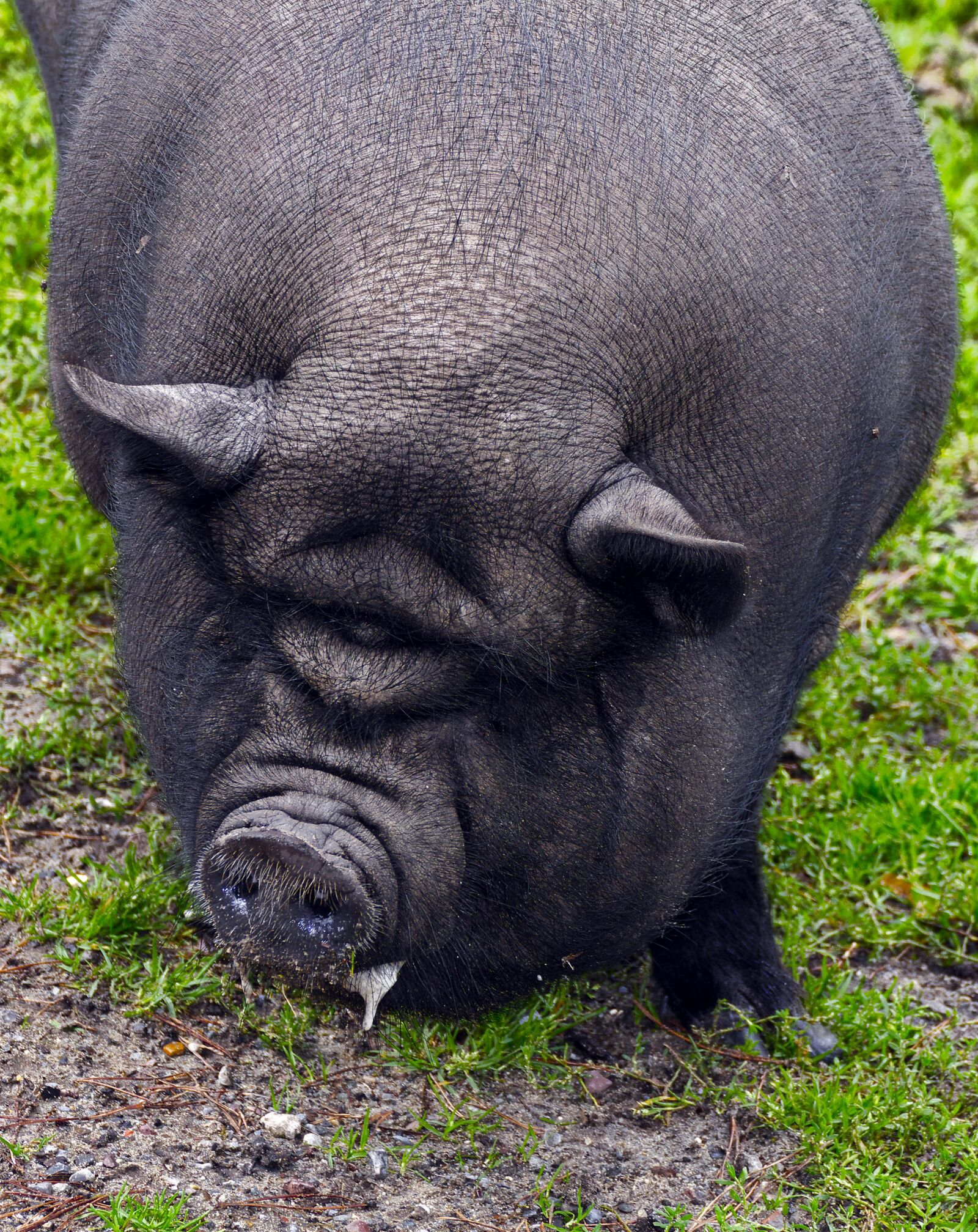 Panasonic Lumix DMC-FZ1000 sample photo. Pig, pot bellied pig photography