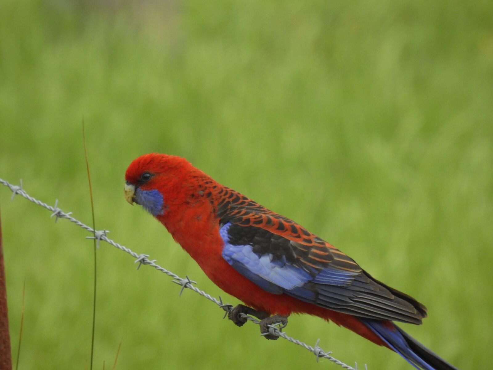 Nikon Coolpix P900 sample photo. Bird, australia, crimson rosella photography