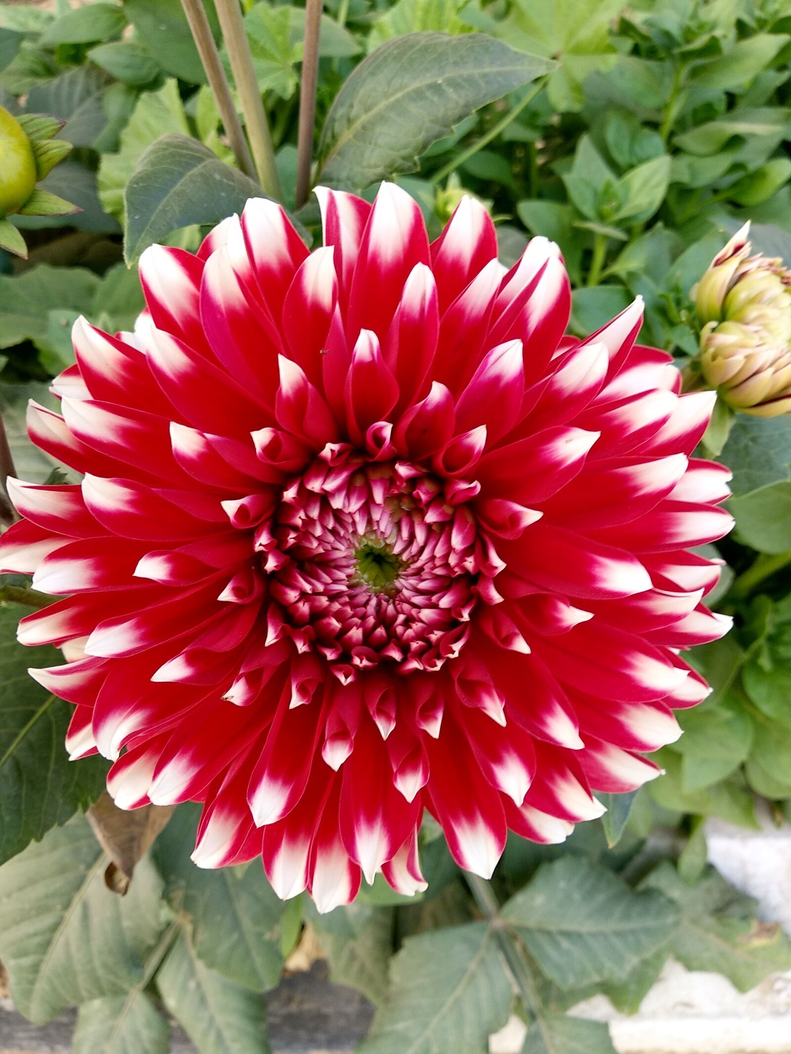 Xiaomi Mi A1 sample photo. Flower, flora, nature photography