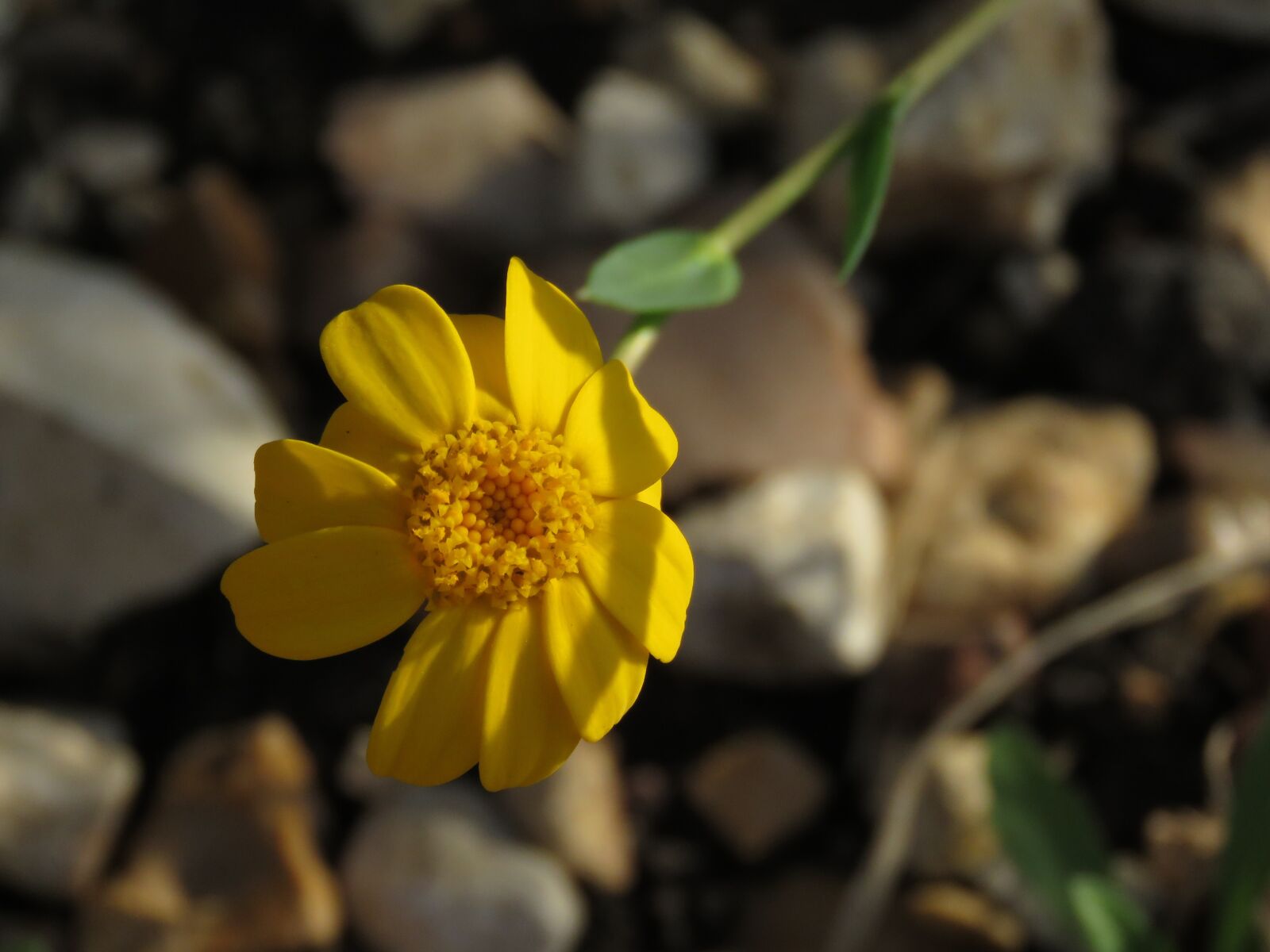 Canon PowerShot SX60 HS sample photo. Flower, field, yellow photography