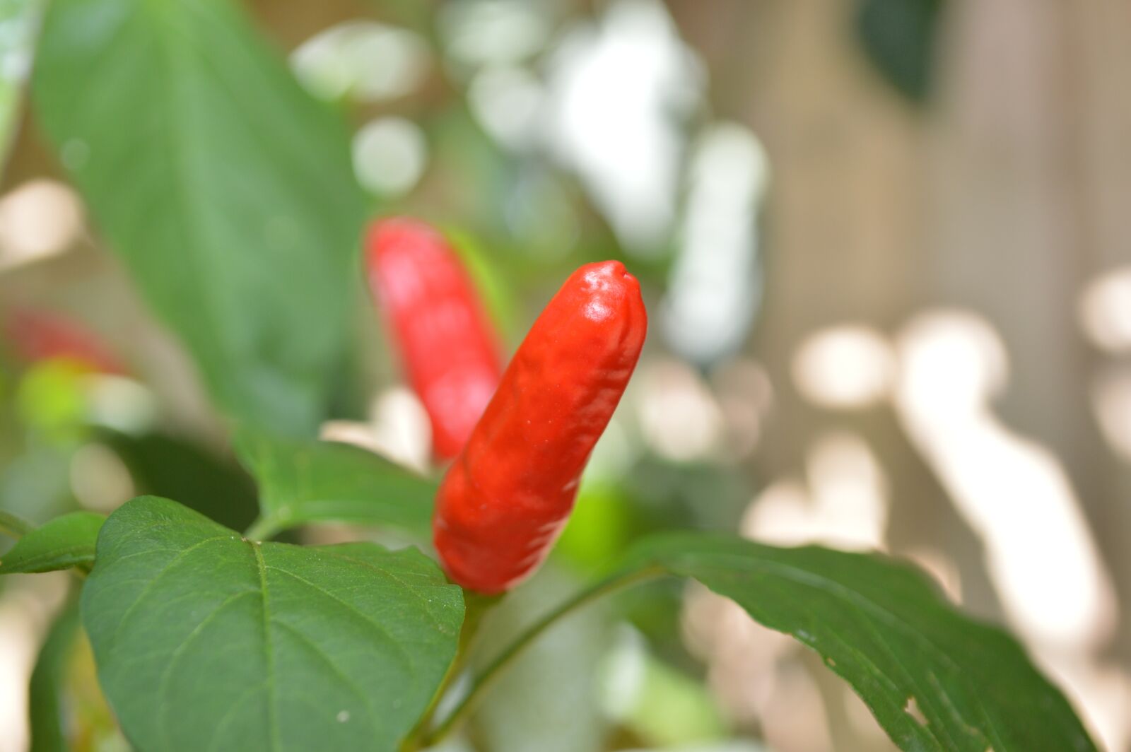 Nikon D3200 sample photo. Pepper, green, nature photography