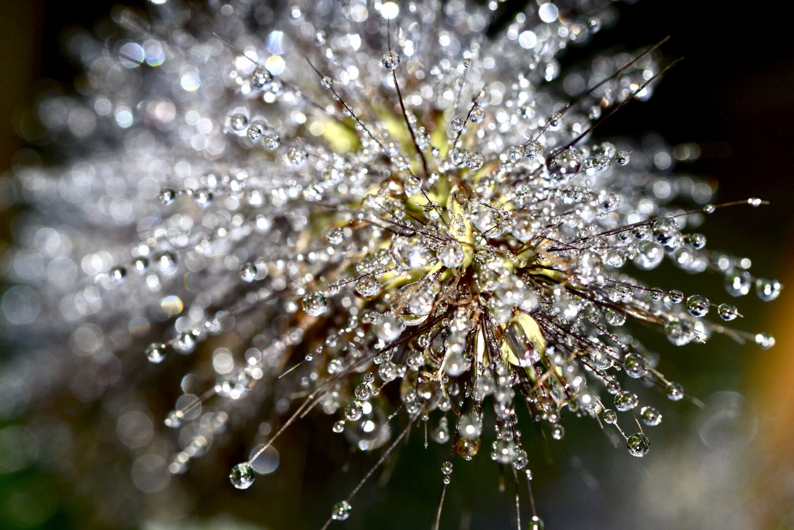 Nikon D600 sample photo. Flower, water, rain photography