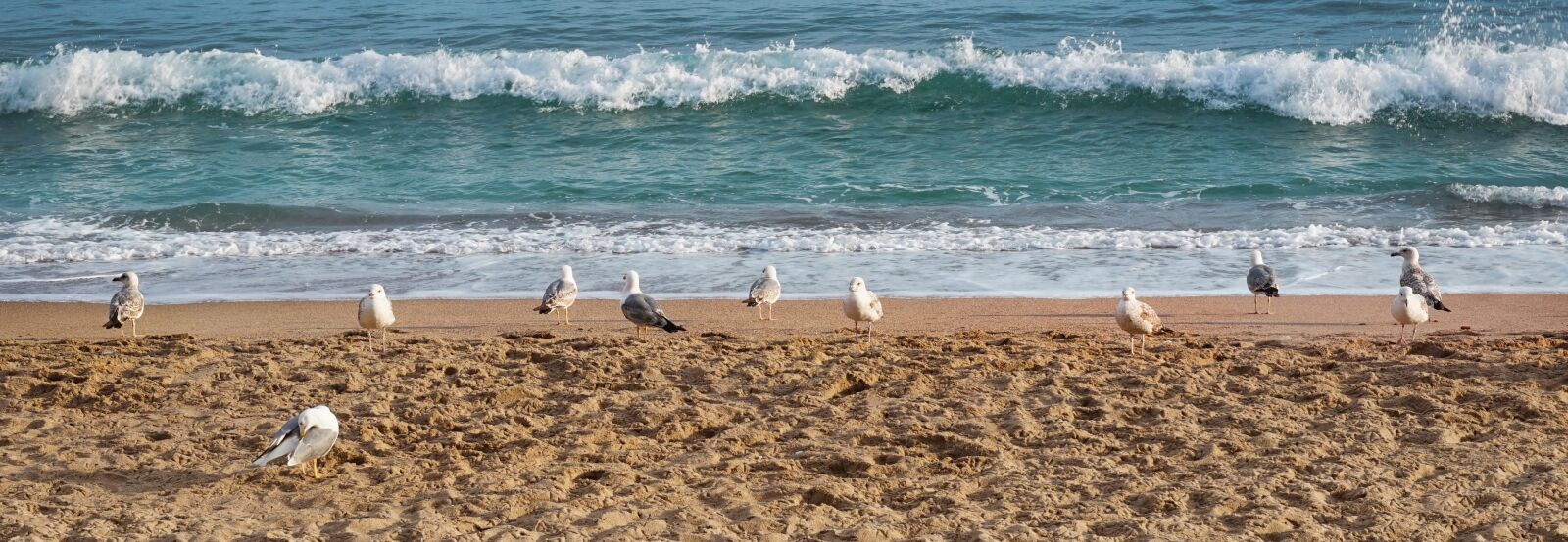 Sony Alpha a5000 (ILCE 5000) sample photo. Gulls, sea, landscape photography