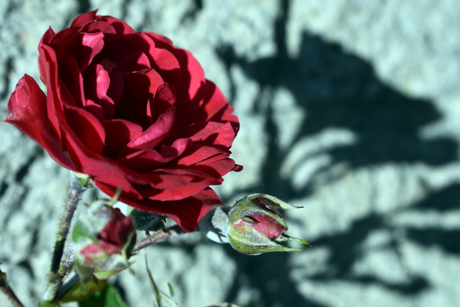 Nikon D3400 sample photo. Flowers, spring, flower photography