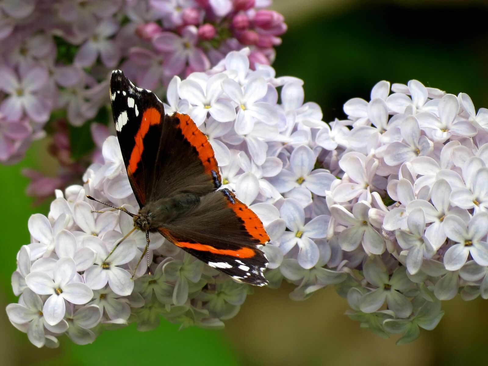 Canon PowerShot SX40 HS sample photo. Nectar, ali, butterfly photography
