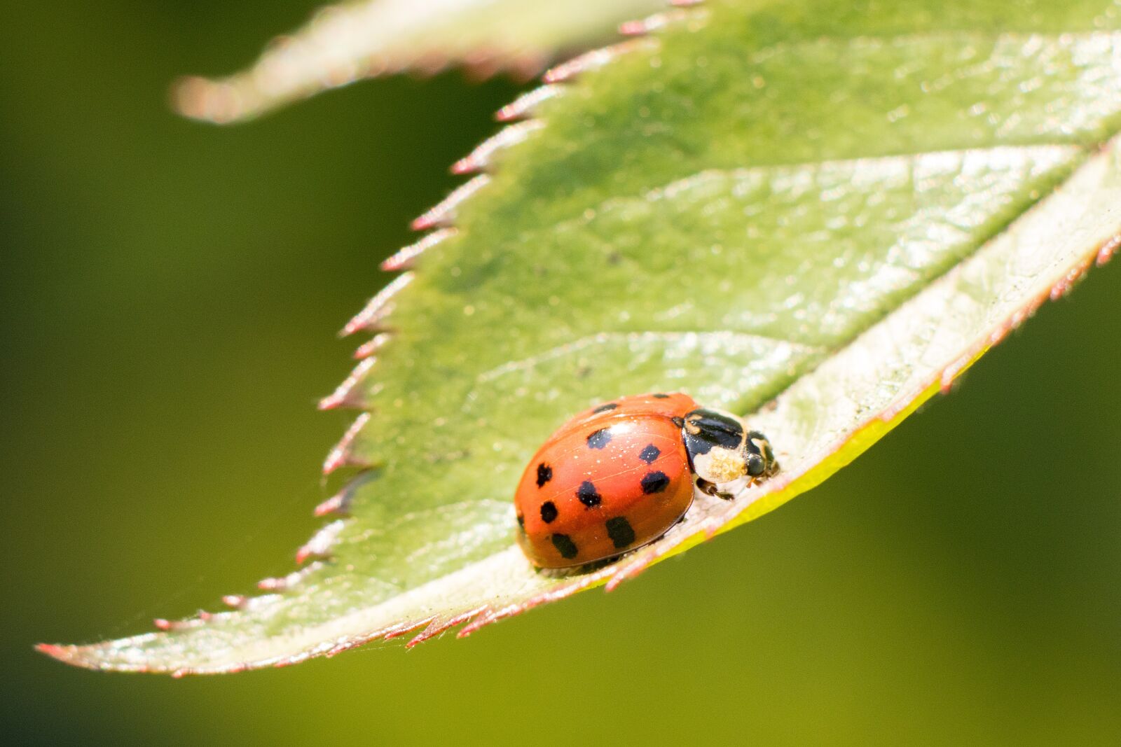 Canon EF-S 55-250mm F4-5.6 IS II sample photo. Ladybug, insect, lucky charm photography