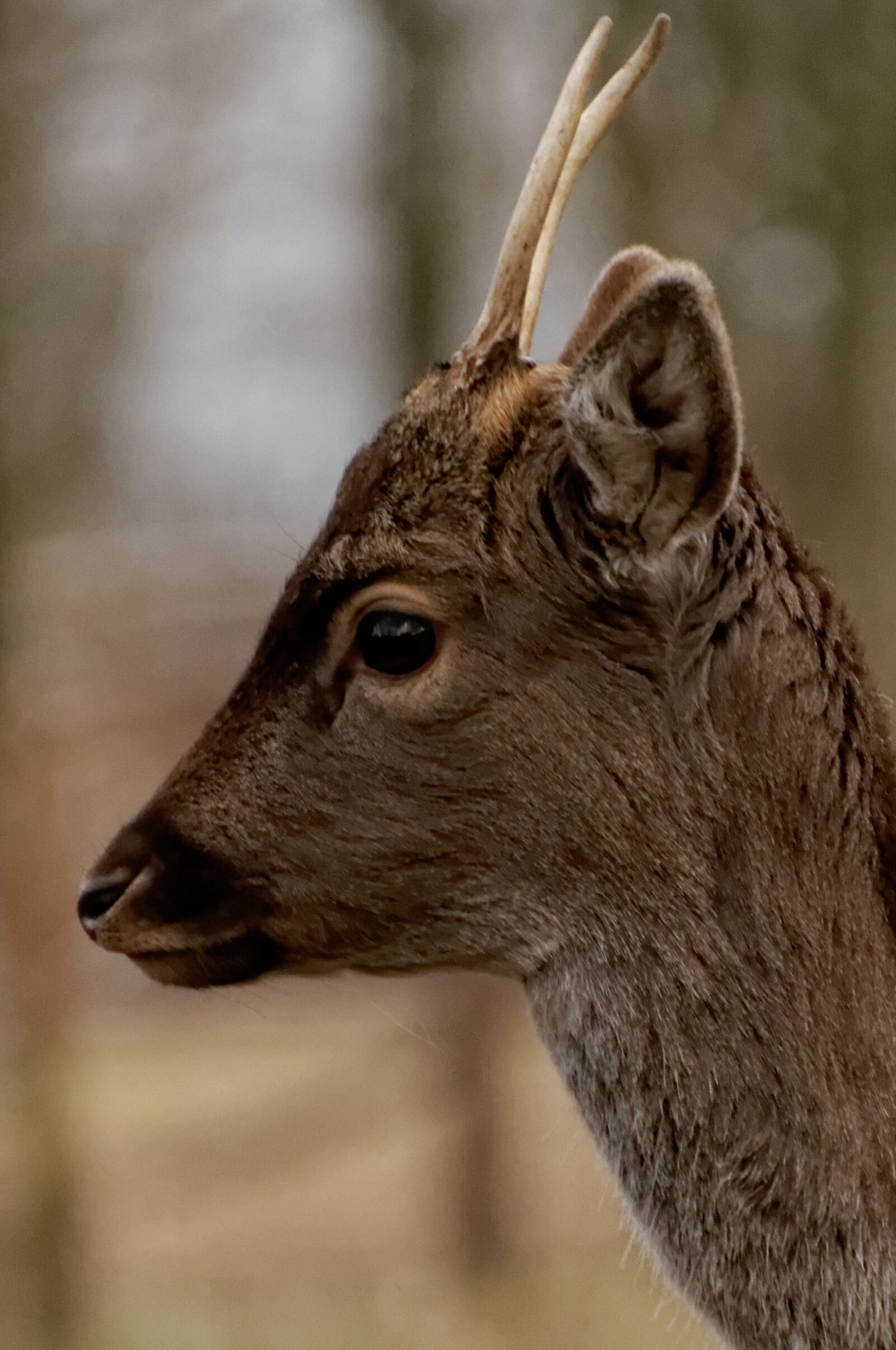 Nikon D90 sample photo. Daniel, cervidae, cuckold photography