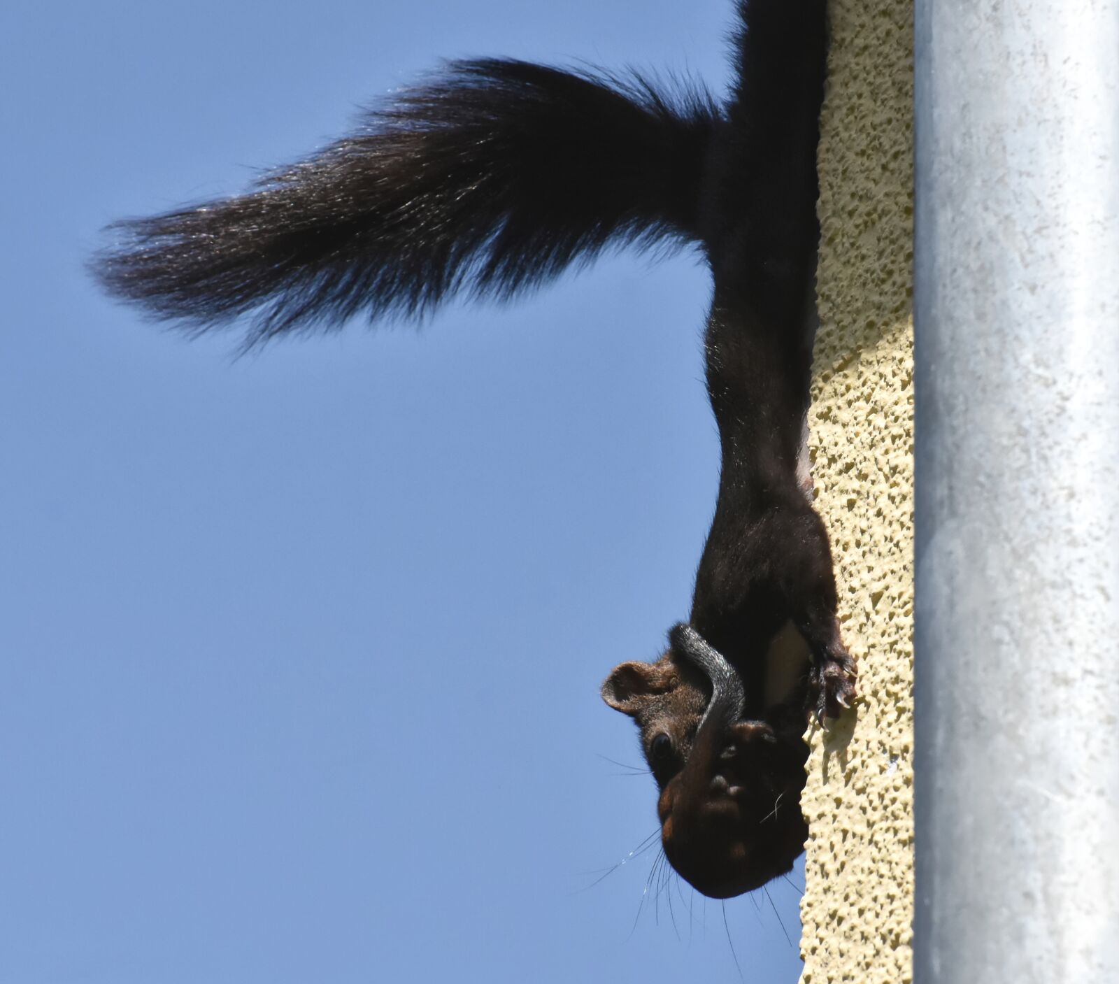 Nikon D7200 sample photo. Squirrel, mama, baby photography
