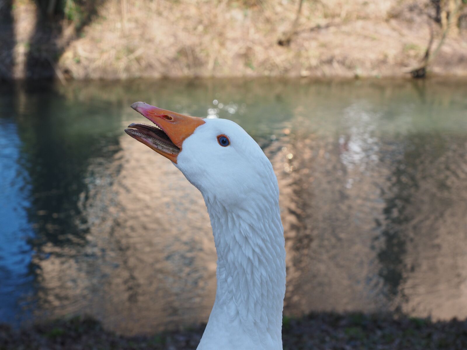 Olympus OM-D E-M1 + Olympus M.Zuiko Digital ED 12-40mm F2.8 Pro sample photo. Goose, scream, attention photography