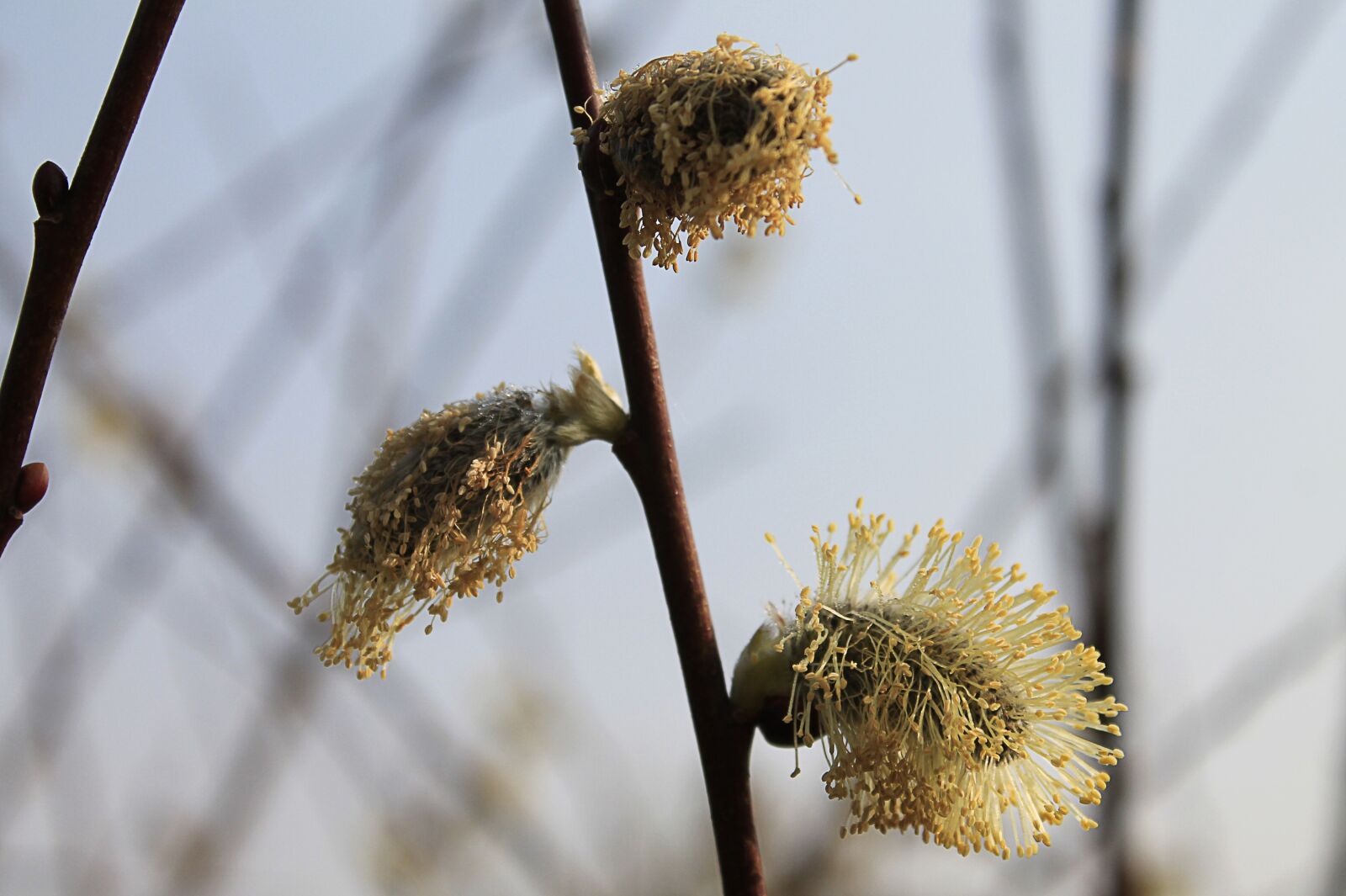 Canon EOS 1100D (EOS Rebel T3 / EOS Kiss X50) sample photo. Willow catkin, grazing greenhouse photography