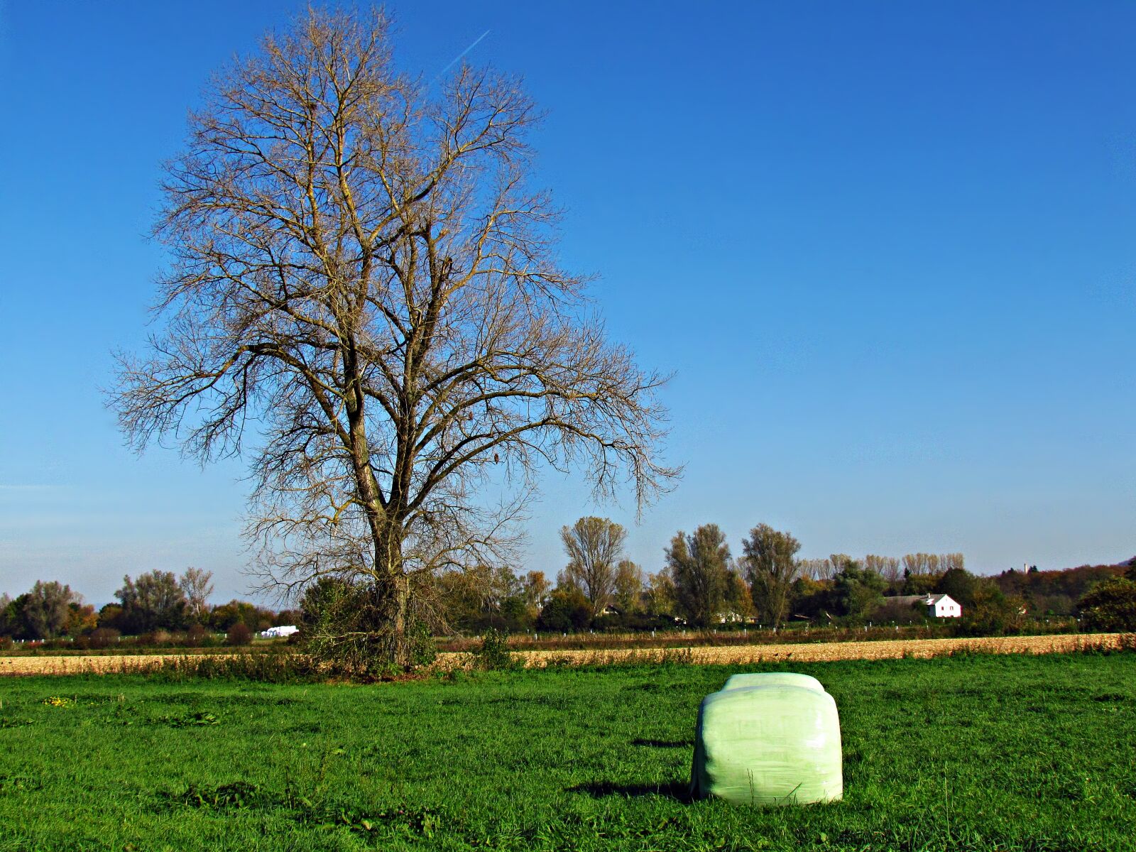 Canon PowerShot SX30 IS sample photo. Field, meadow, tree photography