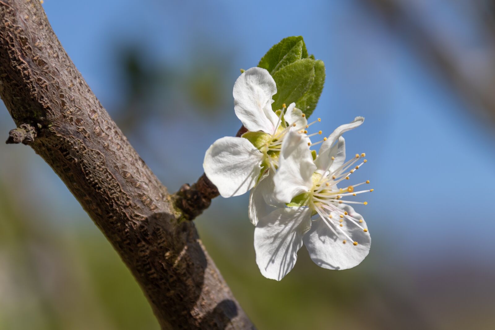Canon EOS 80D sample photo. Cherry blossom, close up photography