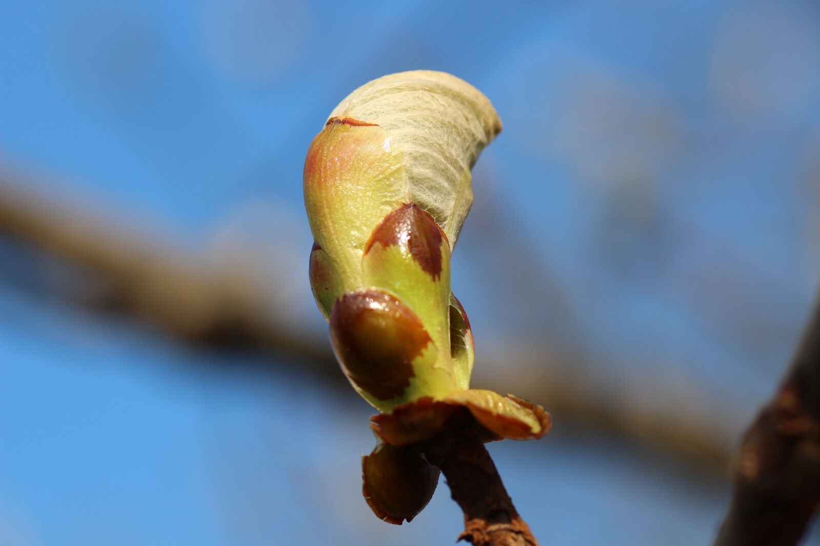 Canon EOS 600D (Rebel EOS T3i / EOS Kiss X5) sample photo. Spring, leaves, bud photography