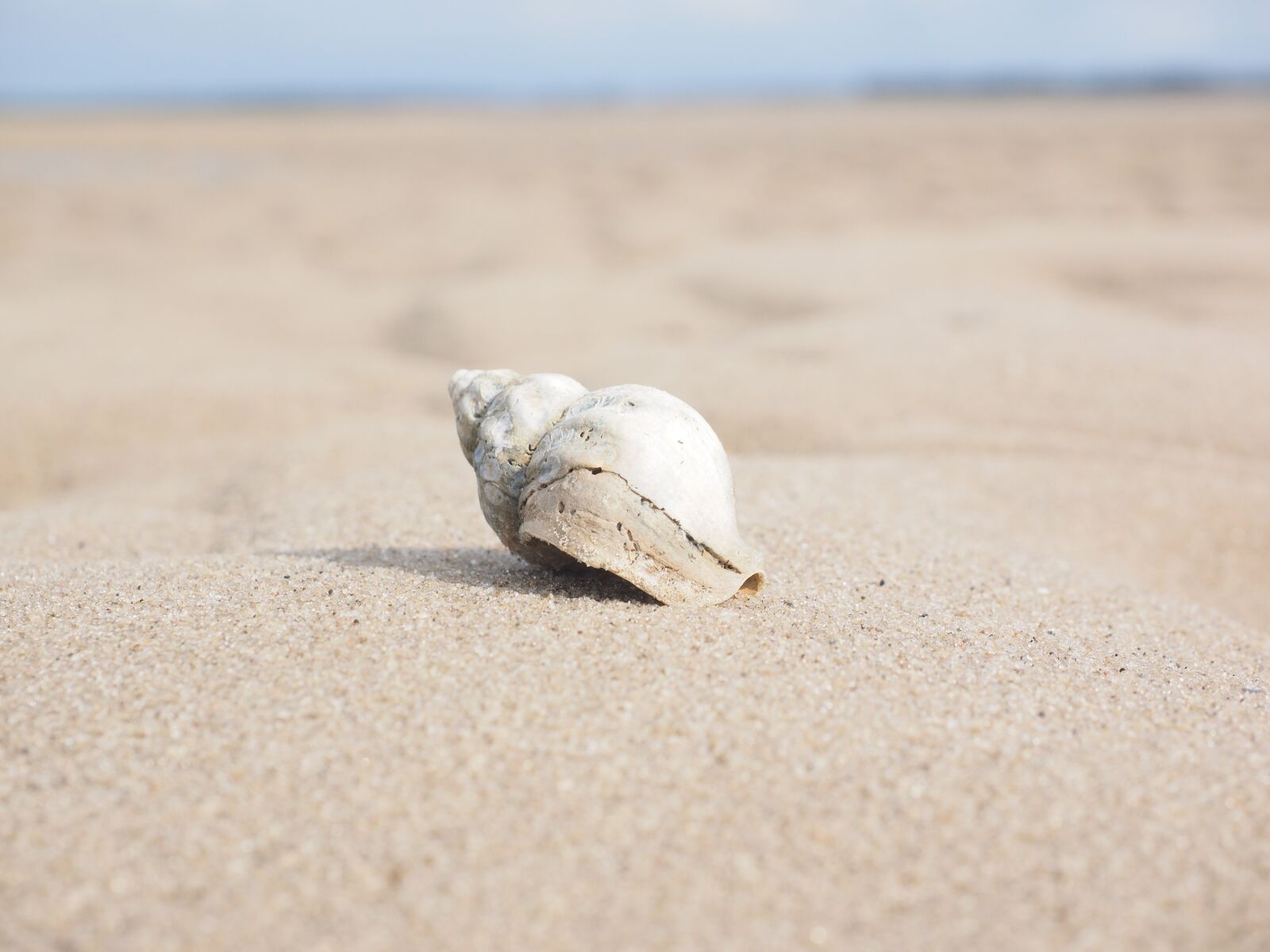 Olympus OM-D E-M1 + Olympus M.Zuiko Digital ED 12-40mm F2.8 Pro sample photo. Whelk, snail, animal photography