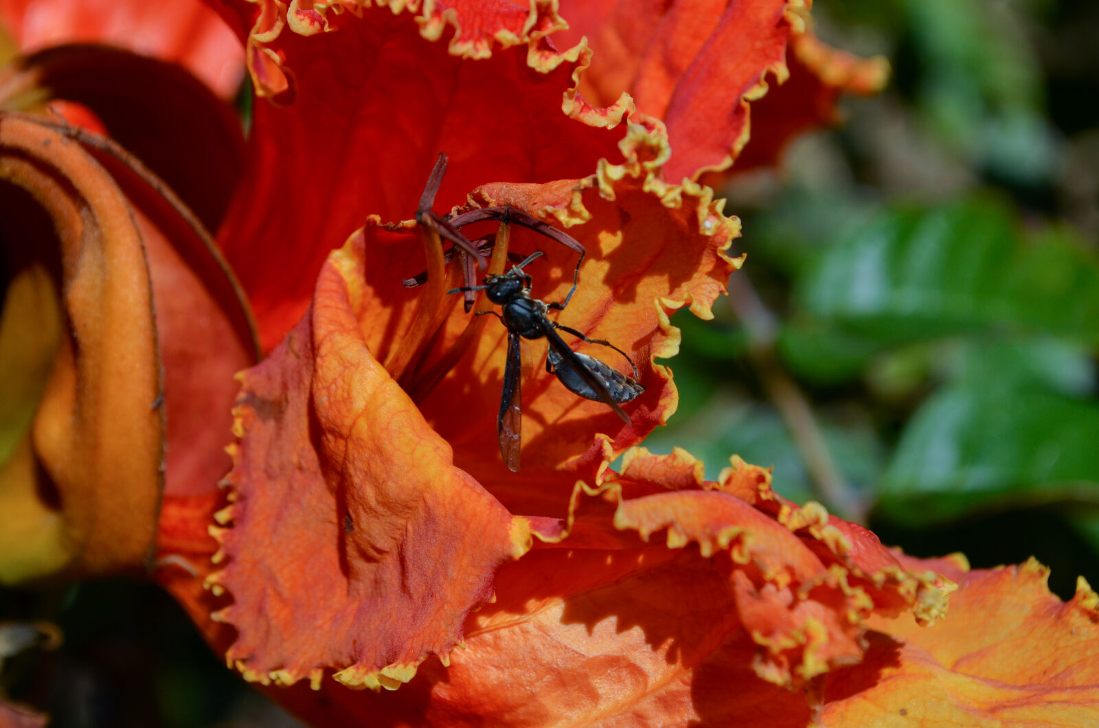 Nikon D5100 sample photo. Colombia, flor, flower, green photography