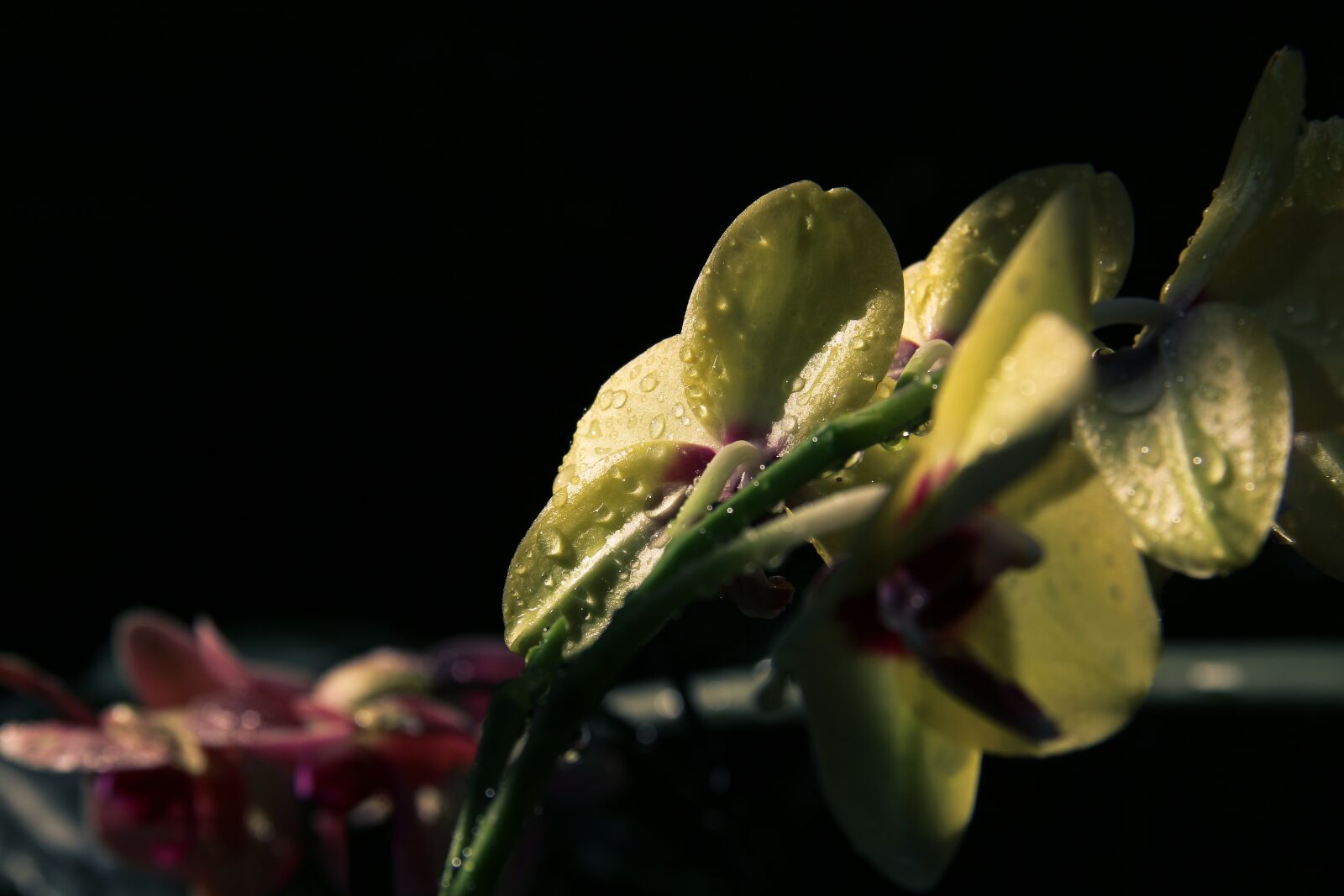 Canon EF-S 18-135mm F3.5-5.6 IS sample photo. Flower, plant, nature photography